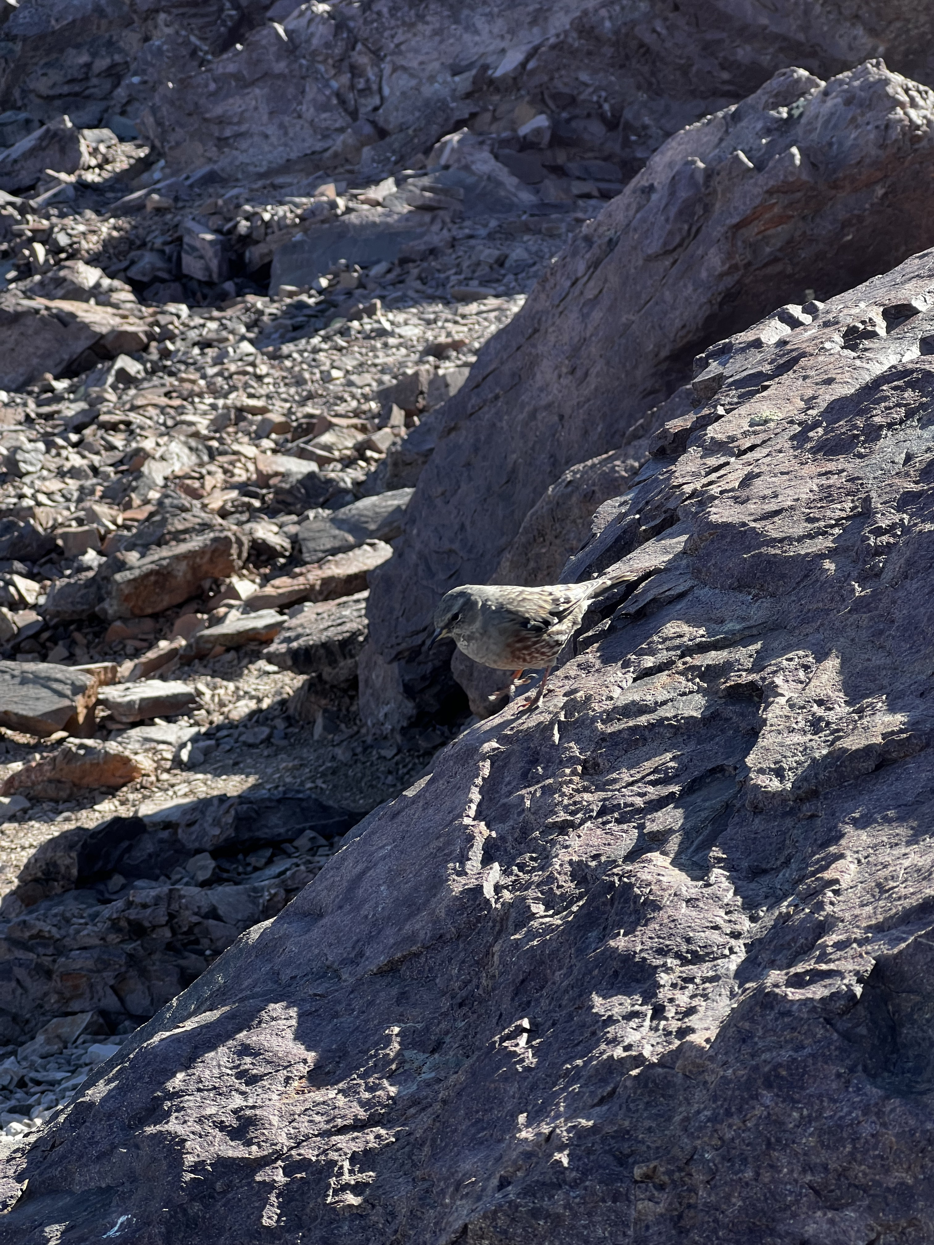รูปถ่าย ฝรั่งเศส(France) คอร์สิคา(Corsica) ภูเขามอนเตชินโต(Monte Cinto) 2023-10 27