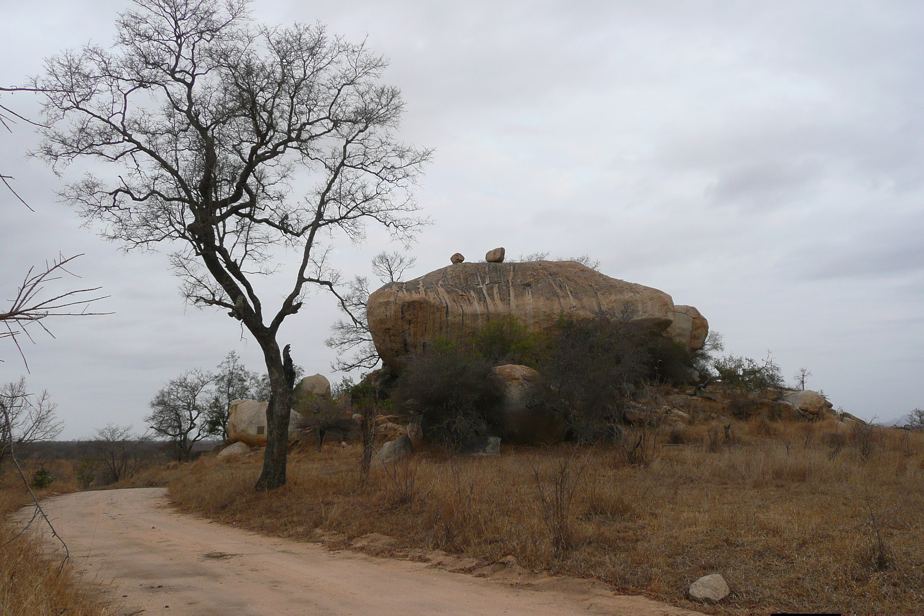 รูปถ่าย แอฟริกาใต้(South Africa) อุทยานแห่งชาติครูเกอร์(Kruger National Park) 2008-09 110