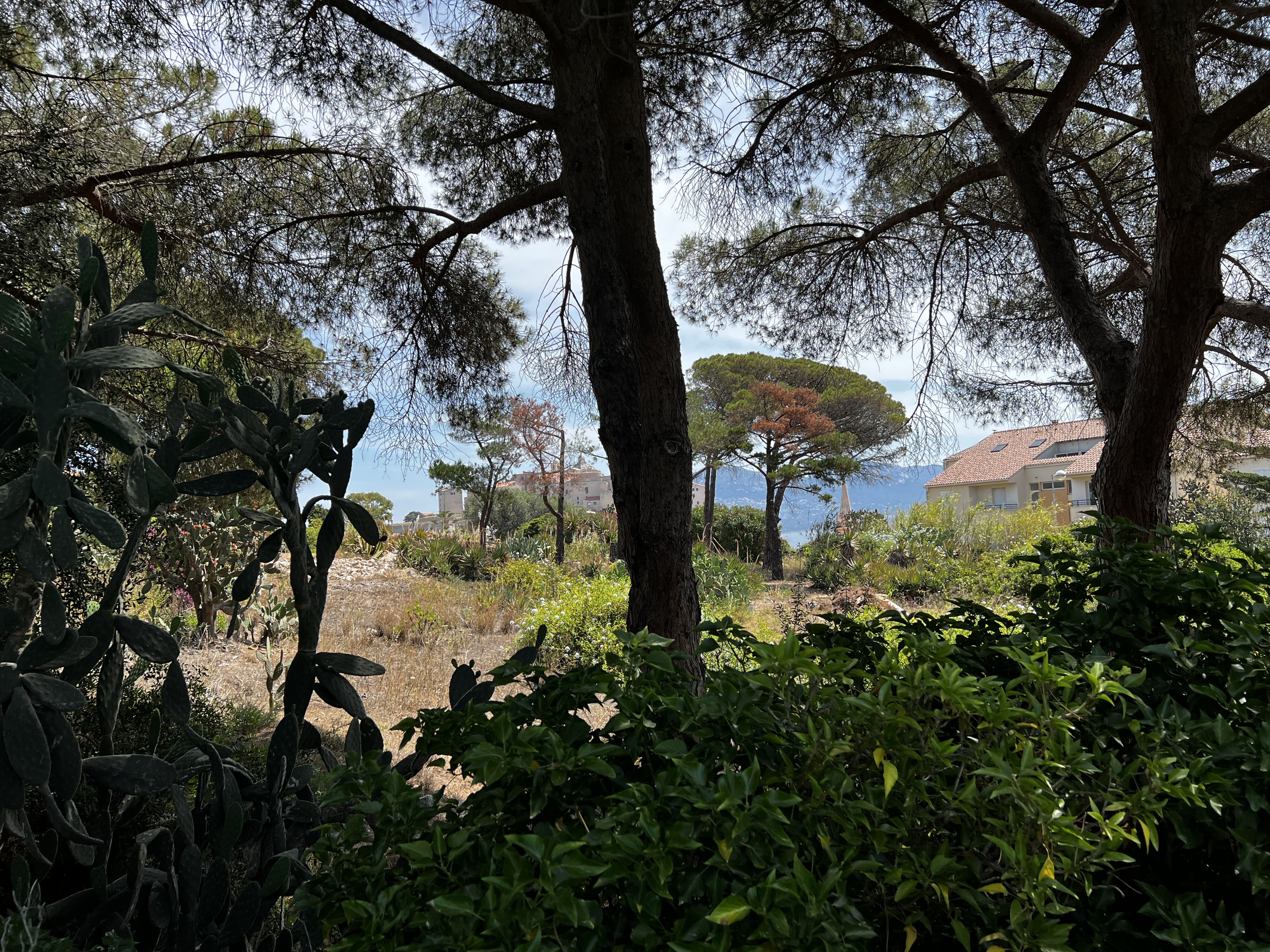 รูปถ่าย ฝรั่งเศส(France) คอร์สิคา(Corsica) คาลวี(Calvi) 2023-06 32