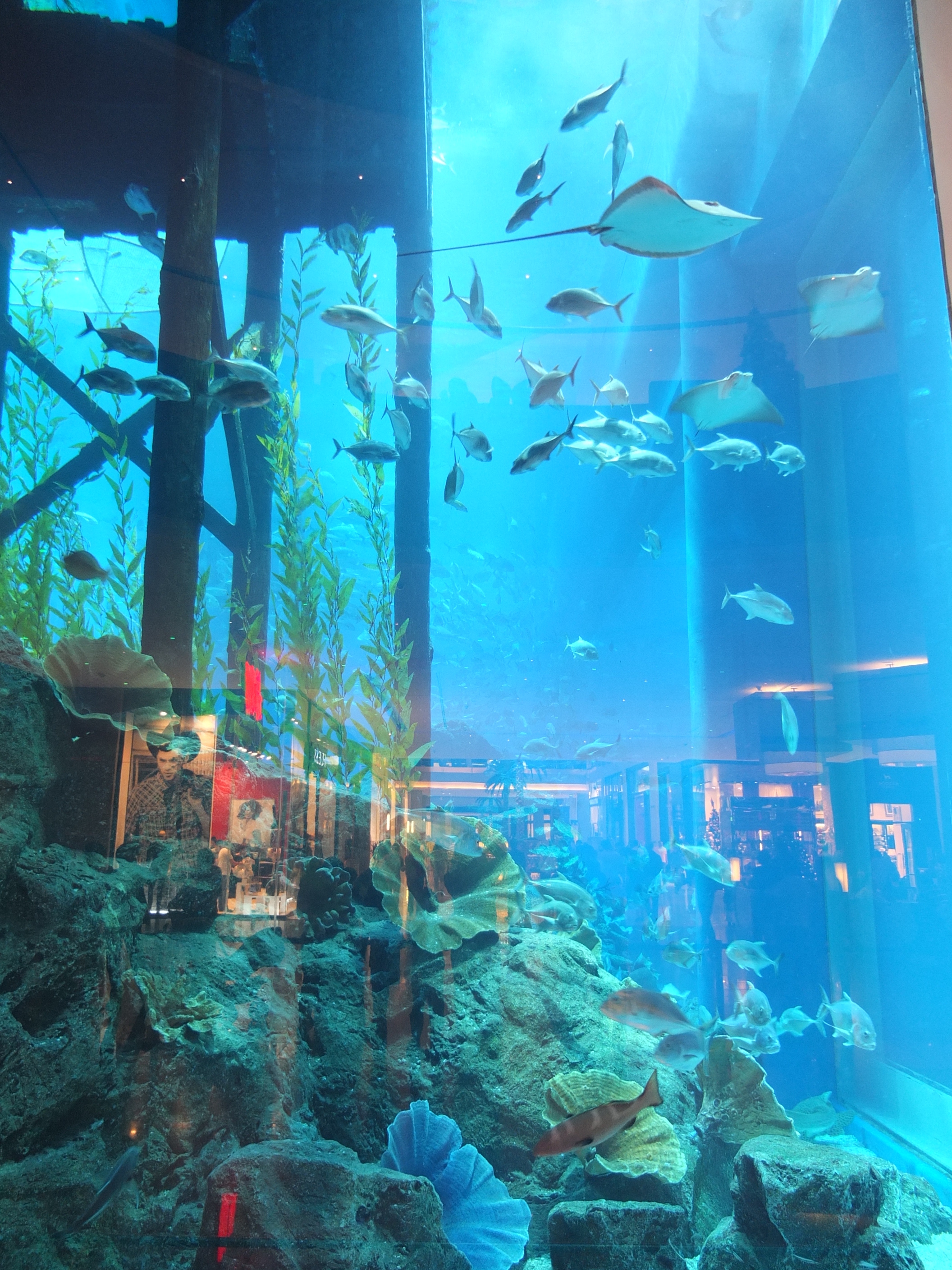 รูปถ่าย สหรัฐอาหรับเอมิเรตส์(United Arab Emirates) ดูไบ(Dubai) ดูไบมอลล์(The Dubai Mall) 2011-12 39