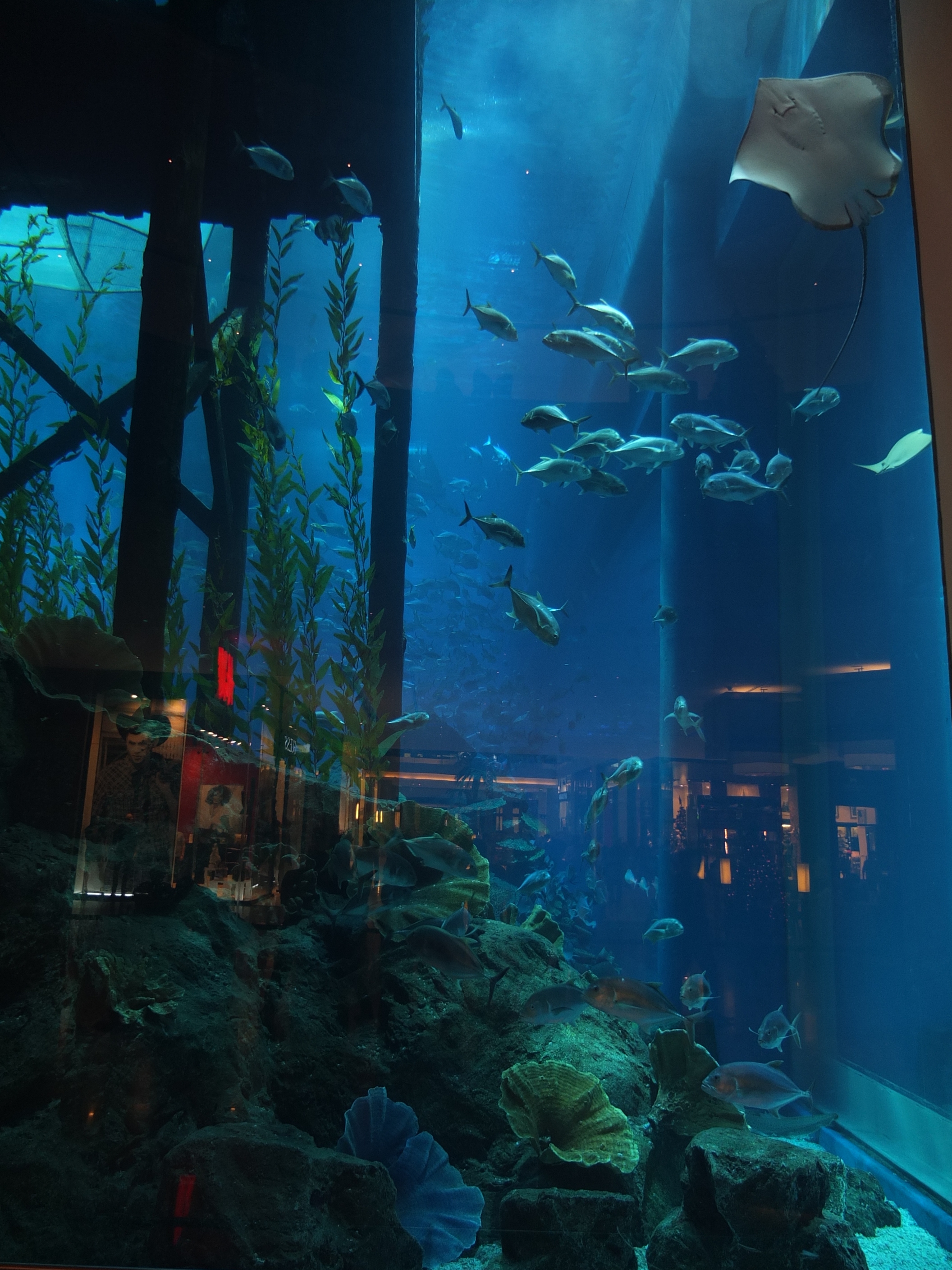 รูปถ่าย สหรัฐอาหรับเอมิเรตส์(United Arab Emirates) ดูไบ(Dubai) ดูไบมอลล์(The Dubai Mall) 2011-12 60