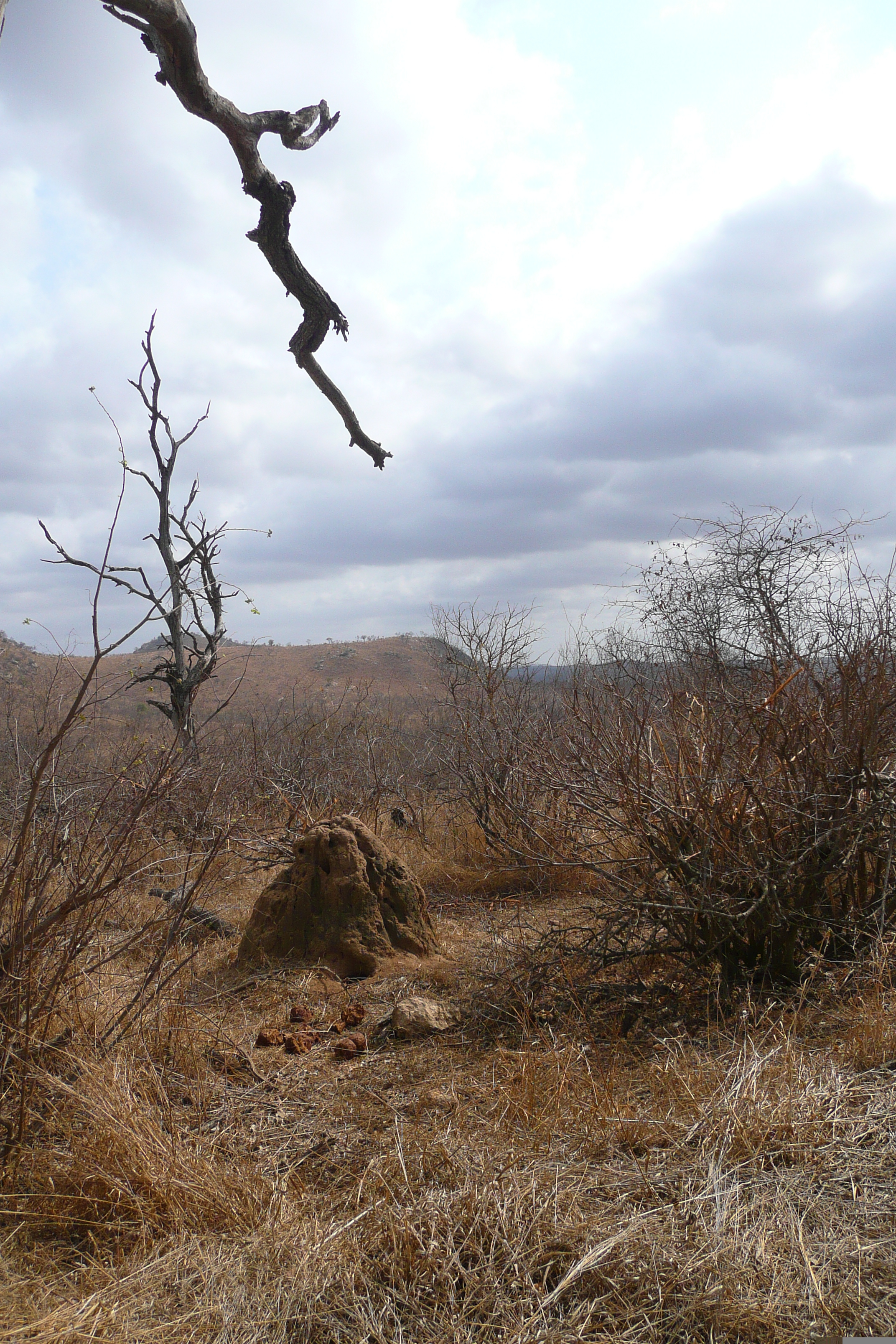 รูปถ่าย แอฟริกาใต้(South Africa) อุทยานแห่งชาติครูเกอร์(Kruger National Park) 2008-09 98
