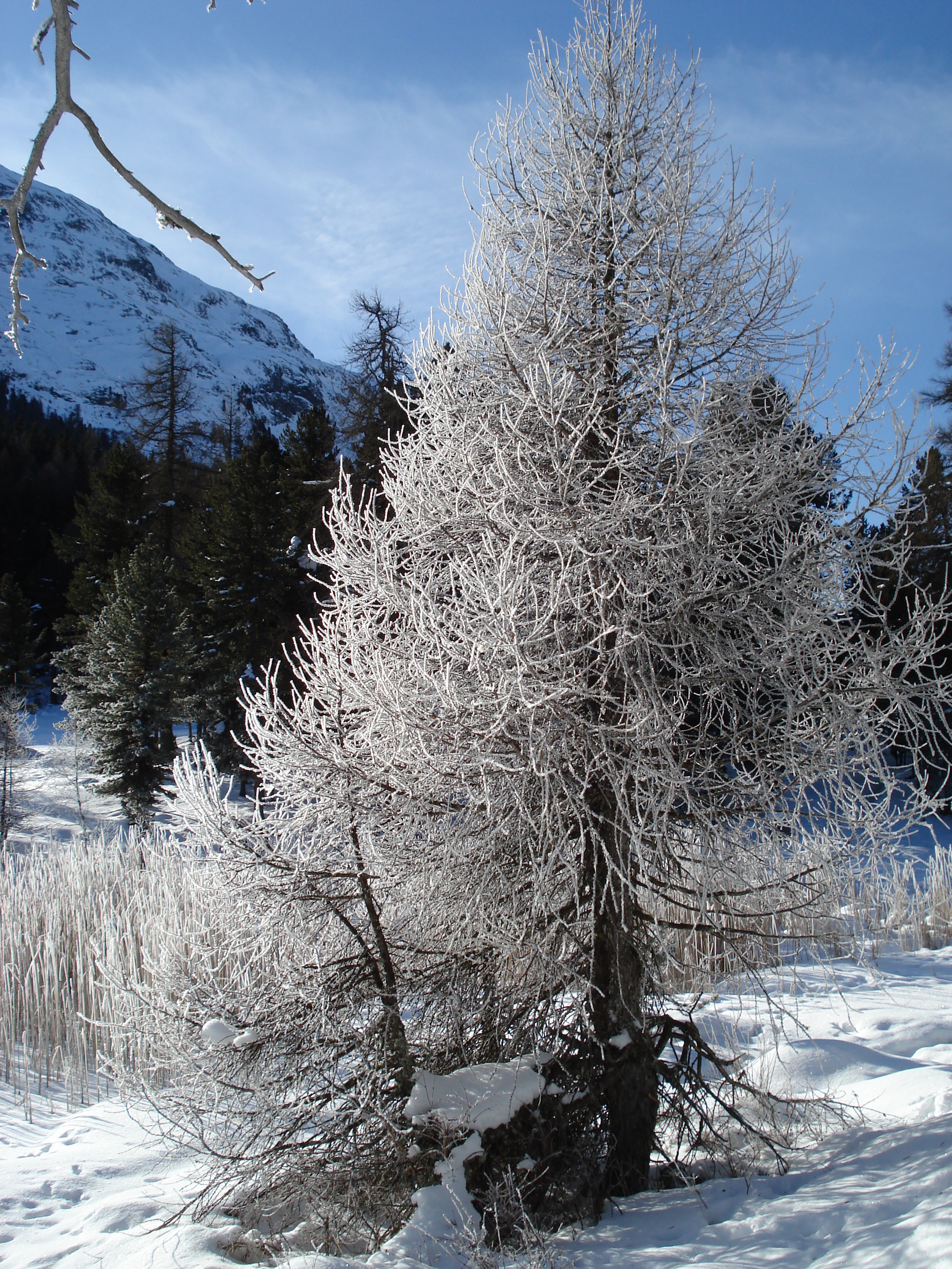 รูปถ่าย สวิสเซอร์แลนด์(Switzerland) เซนต์มอริตซ์ ชลาริญญา(St Moritz Schlarigna) 2007-01 78