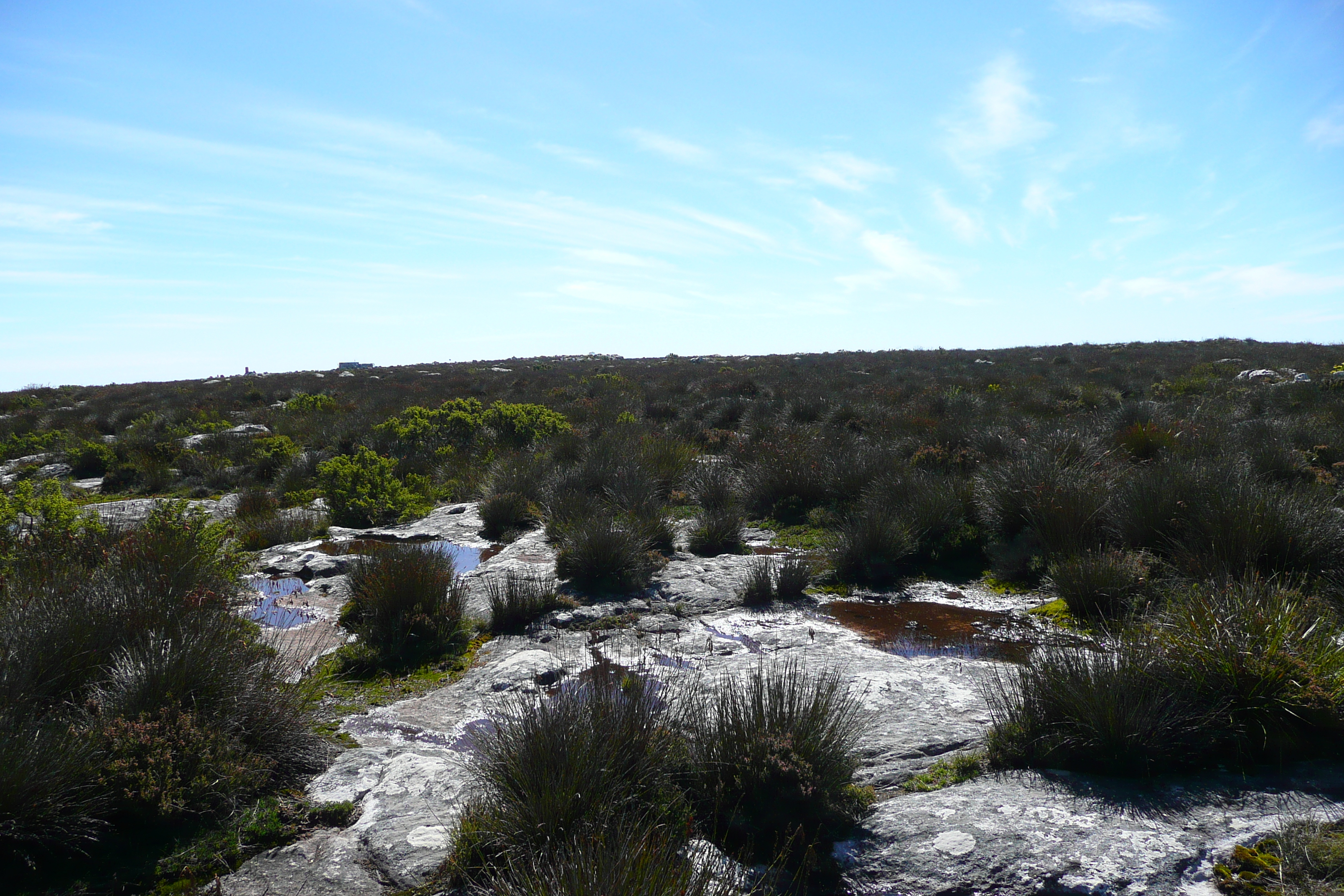 รูปถ่าย แอฟริกาใต้(South Africa) เคปทาวน์(Cape Town) ภูเขาเทเบิล(Table Mountain) 2008-09 118