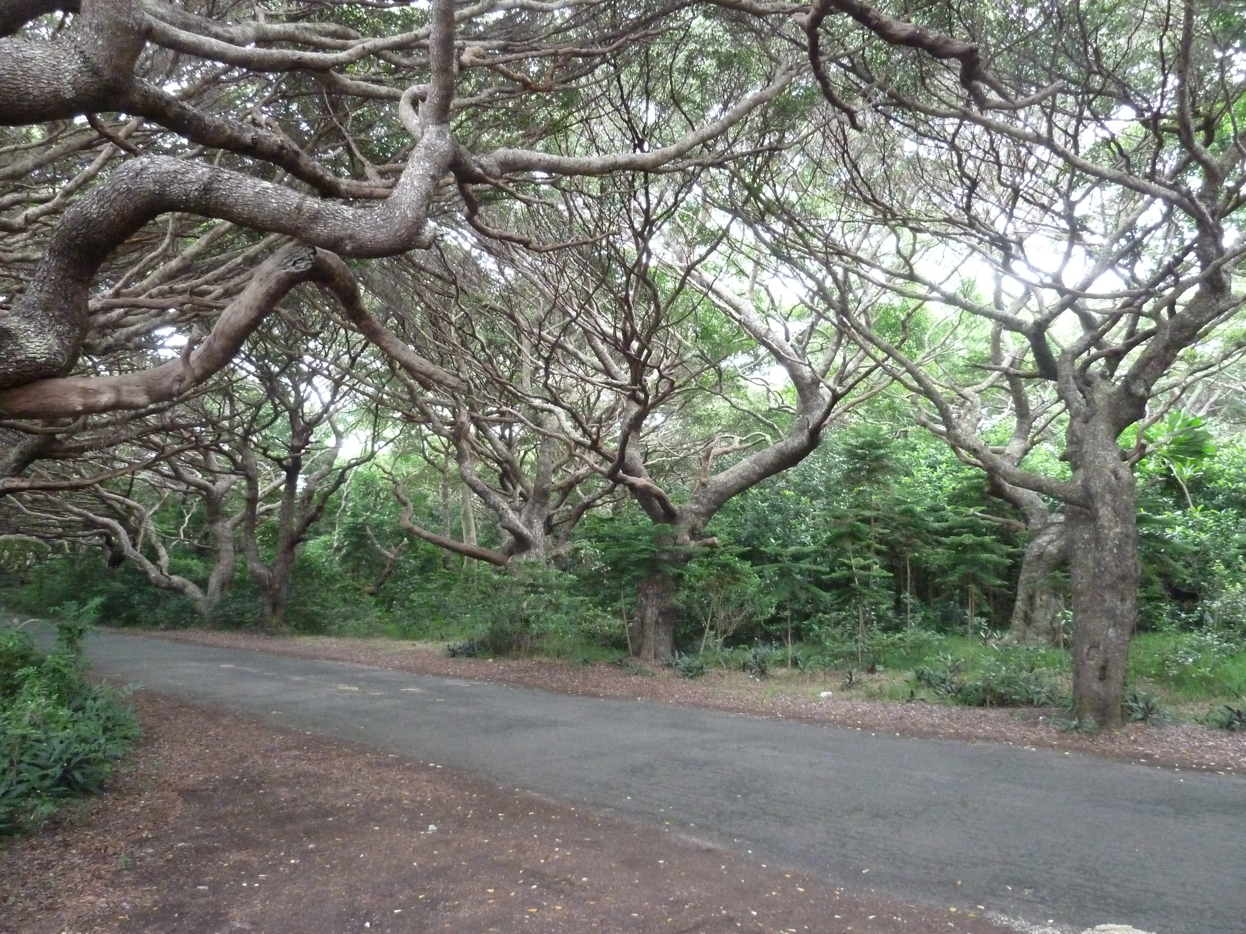 รูปถ่าย นิวแคลิโดเนีย(New Caledonia) เกาะต้นสน(Ile des pins) หาดคูโต(Kuto Beach) 2010-05 2