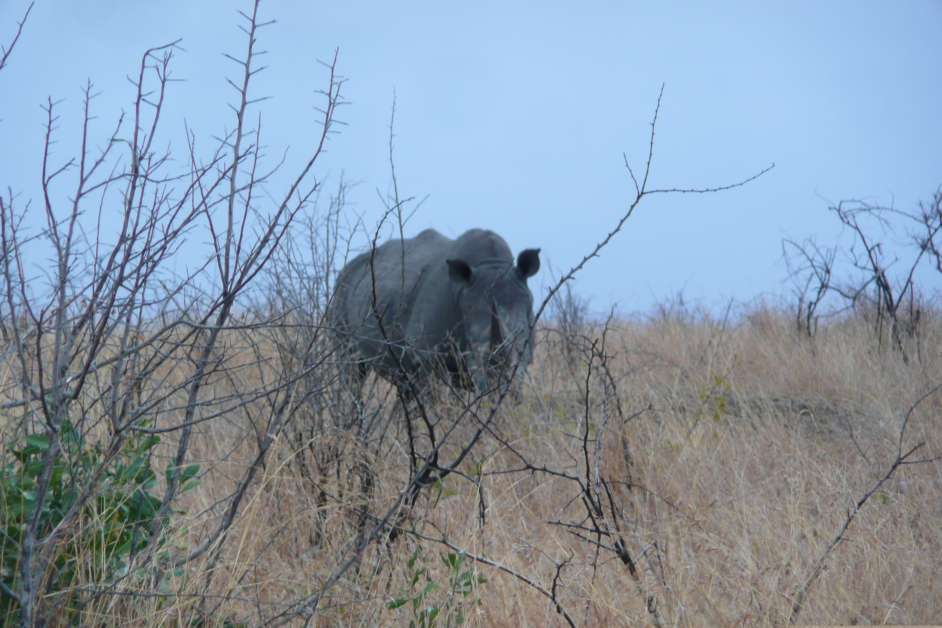 รูปถ่าย แอฟริกาใต้(South Africa) อุทยานแห่งชาติครูเกอร์(Kruger National Park) 2008-09 146