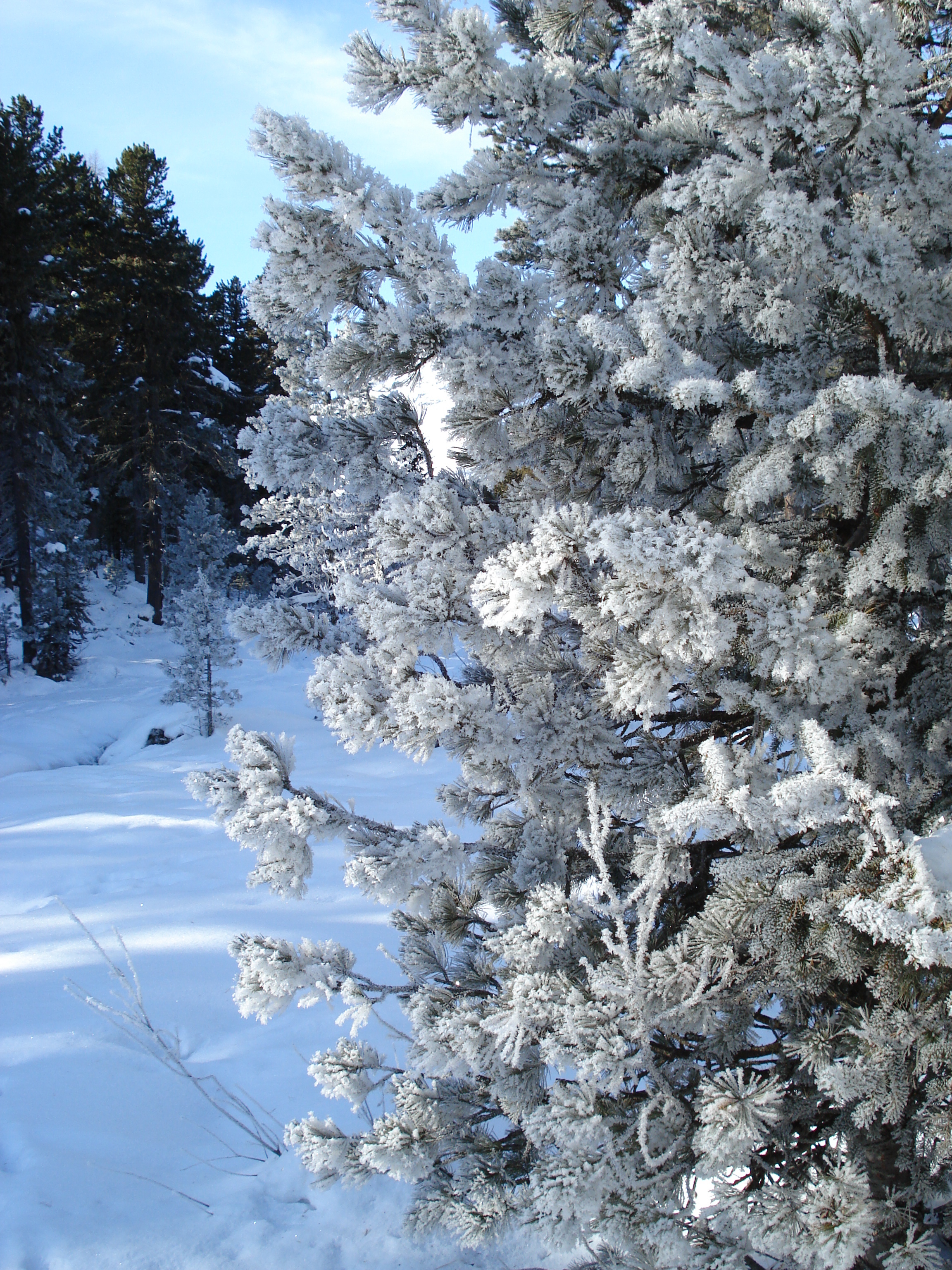 รูปถ่าย สวิสเซอร์แลนด์(Switzerland) เซนต์มอริตซ์ ชลาริญญา(St Moritz Schlarigna) 2007-01 22