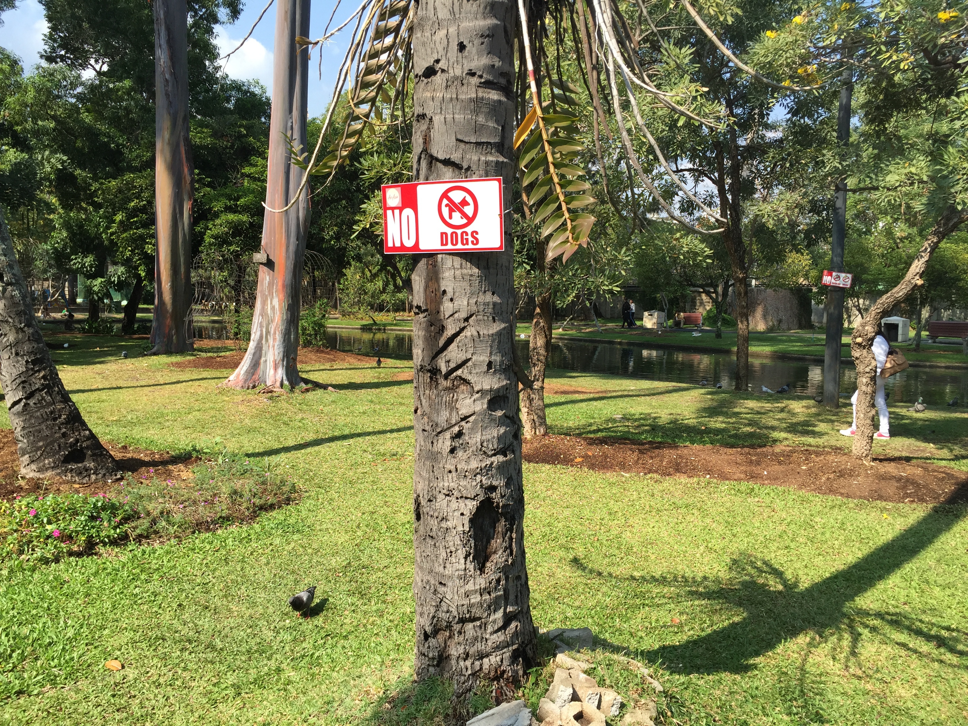 รูปถ่าย ไทย(Thailand) เชียงใหม่(Chiang Mai) 2014-12 6