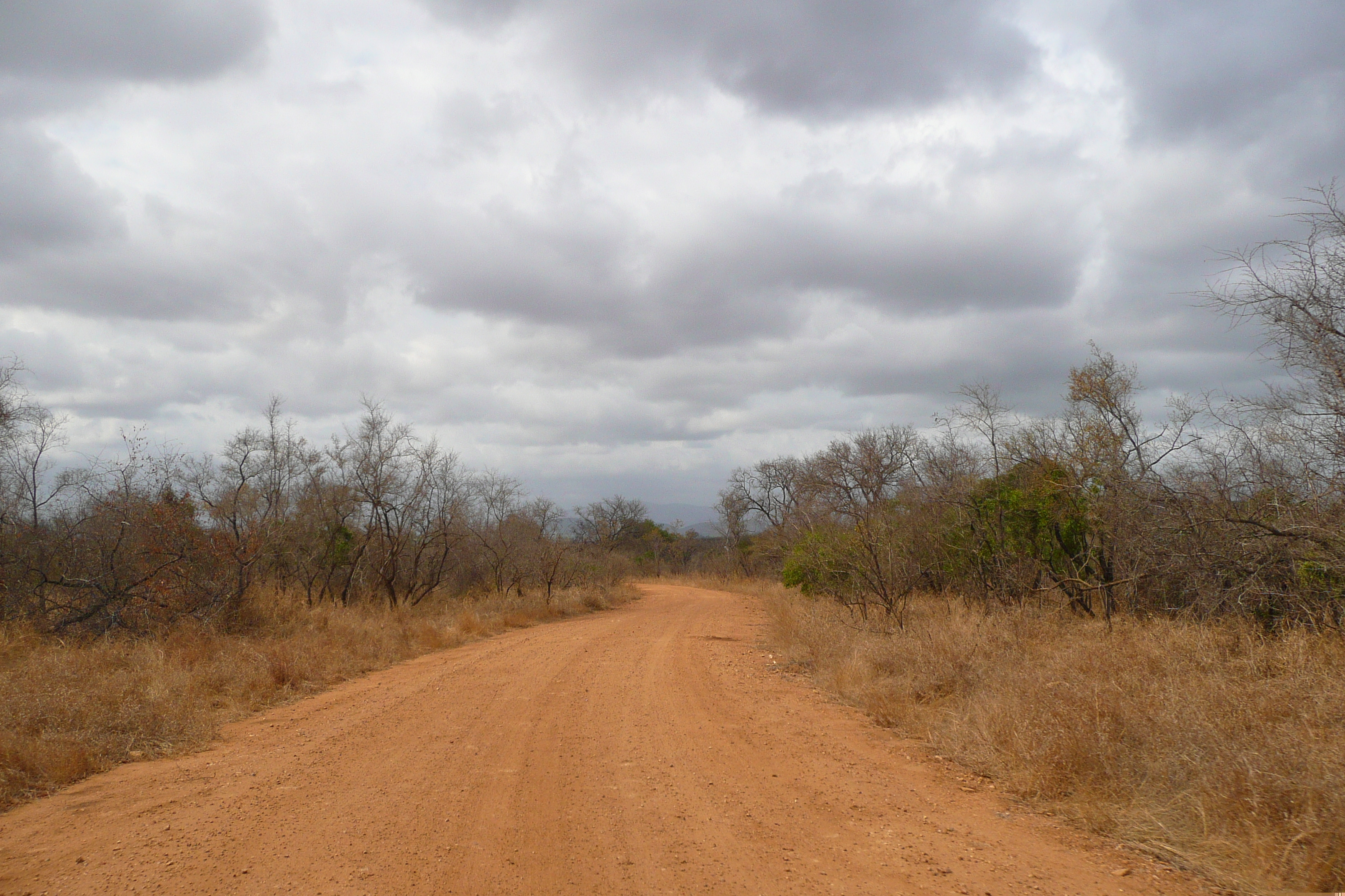 รูปถ่าย แอฟริกาใต้(South Africa) อุทยานแห่งชาติครูเกอร์(Kruger National Park) 2008-09 79