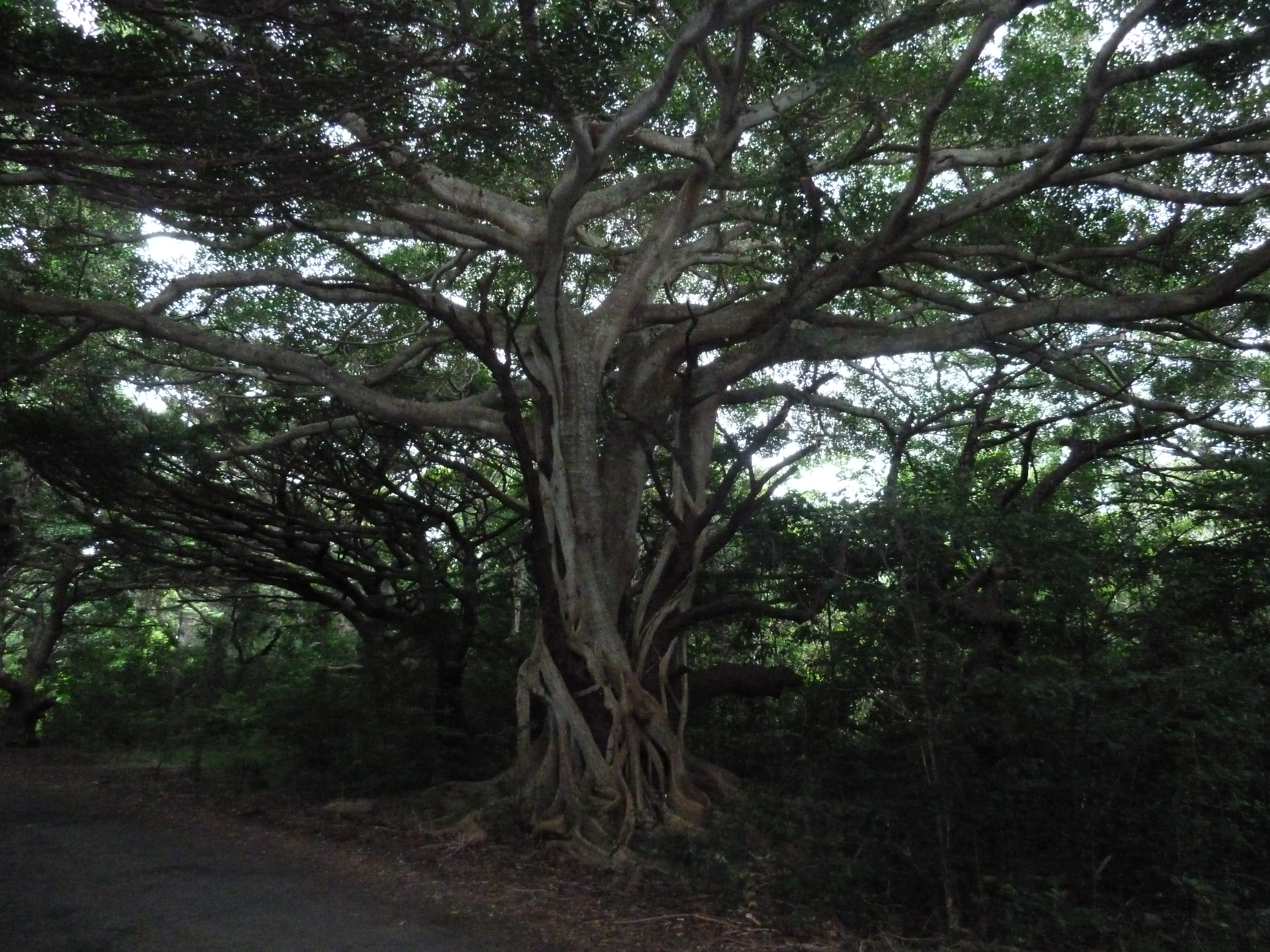 รูปถ่าย นิวแคลิโดเนีย(New Caledonia) เกาะต้นสน(Ile des pins) หาดคูโต(Kuto Beach) 2010-05 18