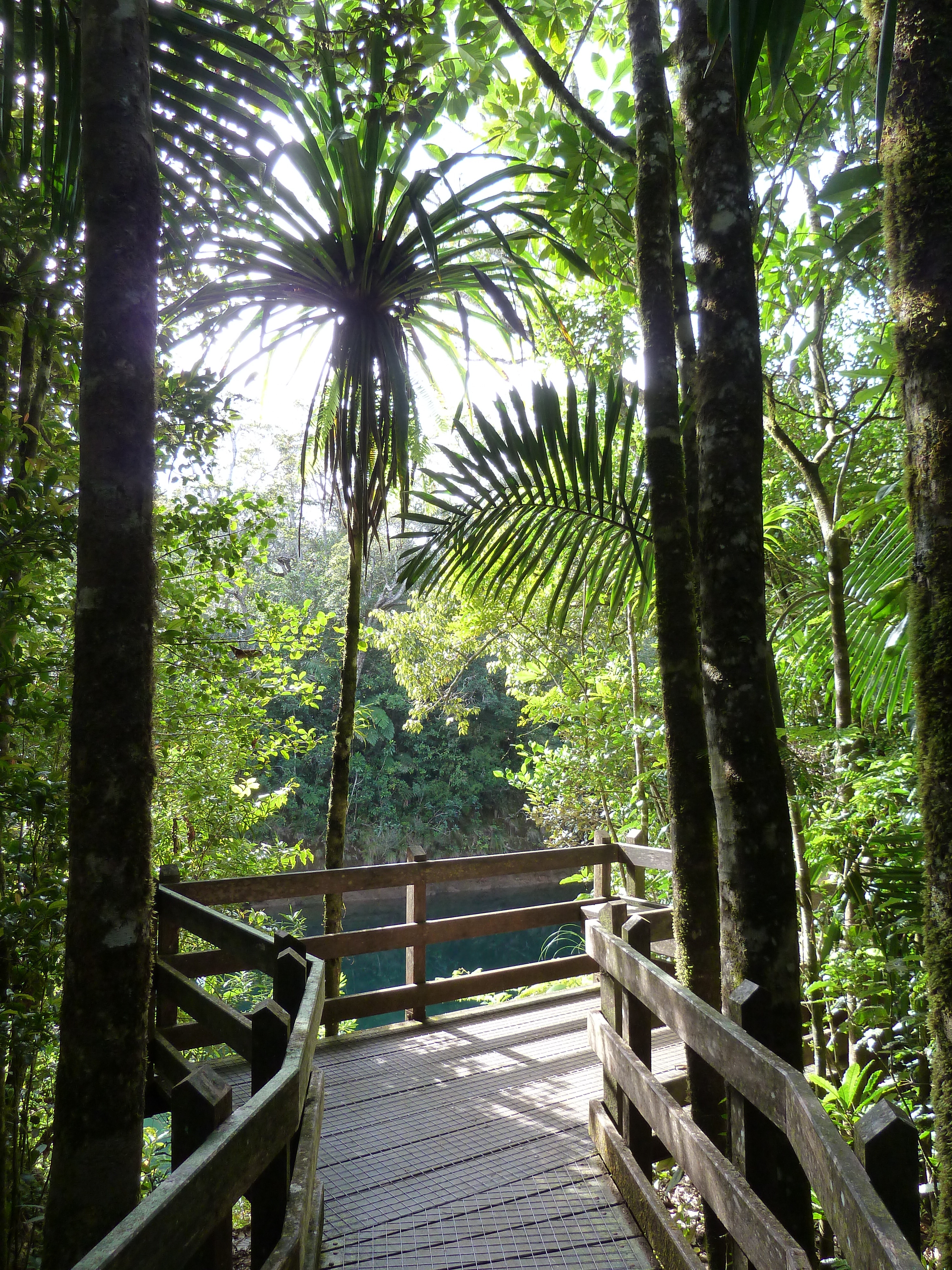 รูปถ่าย นิวแคลิโดเนีย(New Caledonia) อุทยานริเวียร์เบลอ(Parc de la Riviere Bleue) โรงแรมเลอกร็องกาโอรี(Le Grand Kaori) 2010-05 1