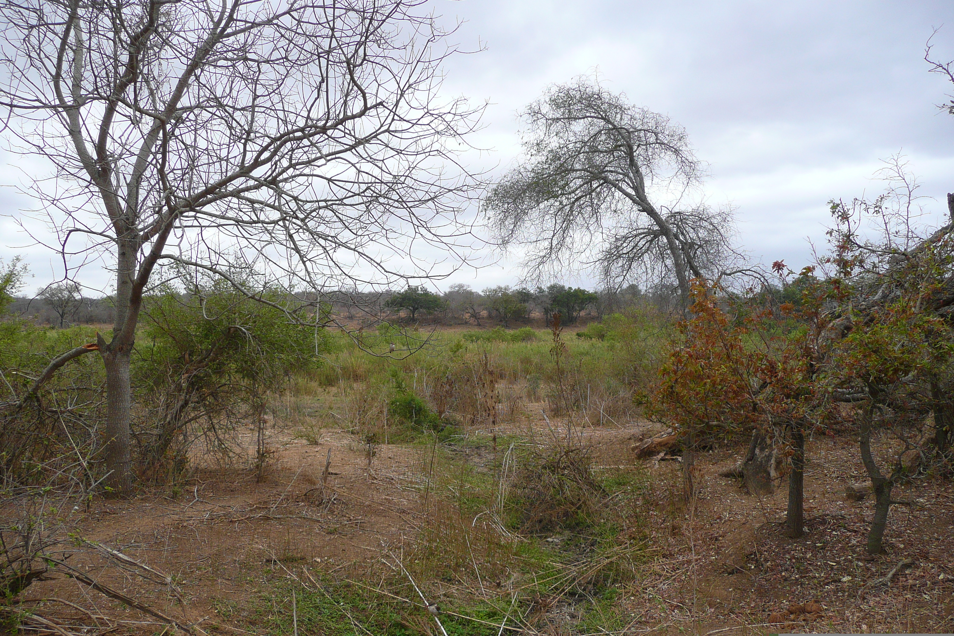 รูปถ่าย แอฟริกาใต้(South Africa) อุทยานแห่งชาติครูเกอร์(Kruger National Park) แม่น้ำซาเบิล(Sable River) 2008-09 83