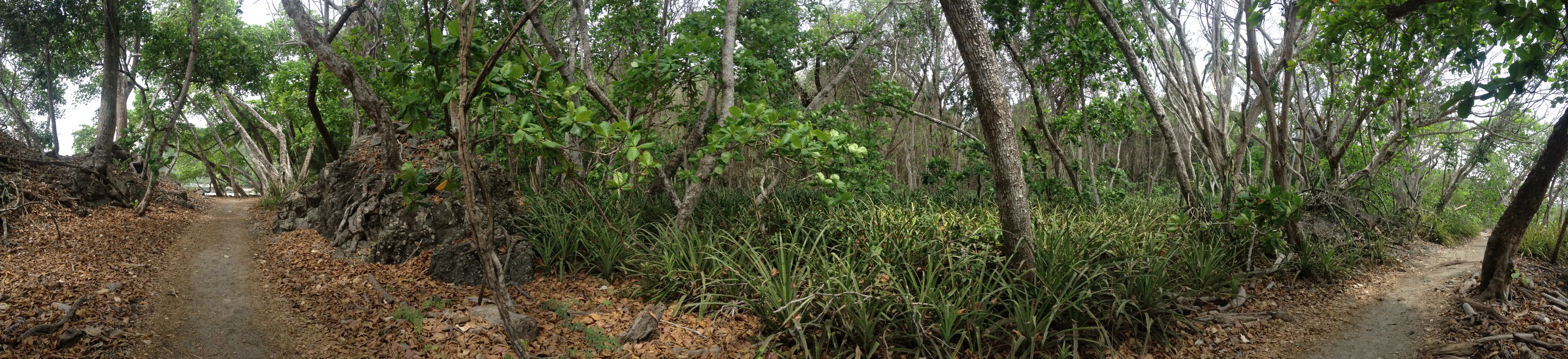 รูปถ่าย คอสตาริกา(Costa Rica) มอนเตซูมา(Montezuma) 2015-03 395