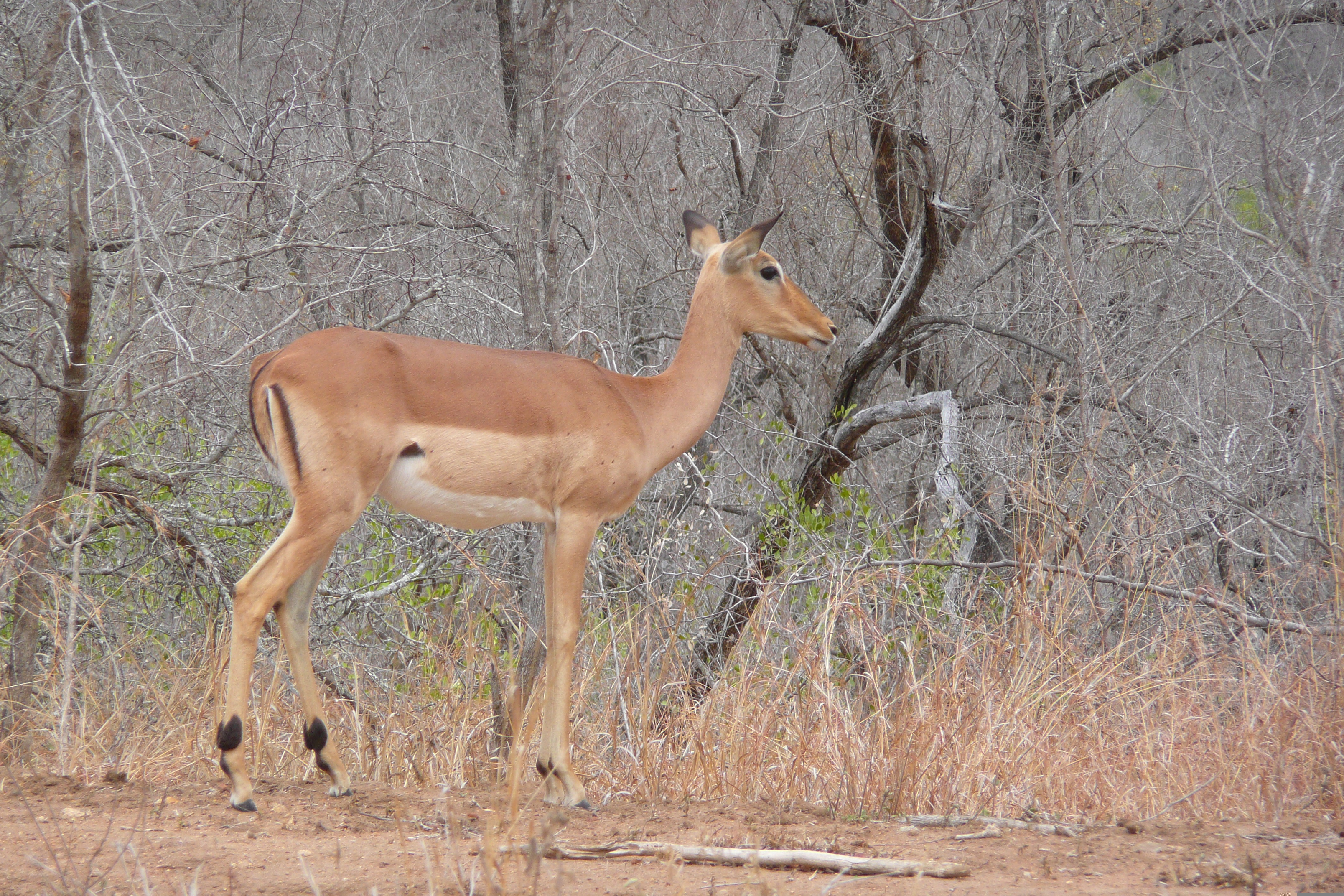 รูปถ่าย แอฟริกาใต้(South Africa) อุทยานแห่งชาติครูเกอร์(Kruger National Park) 2008-09 38