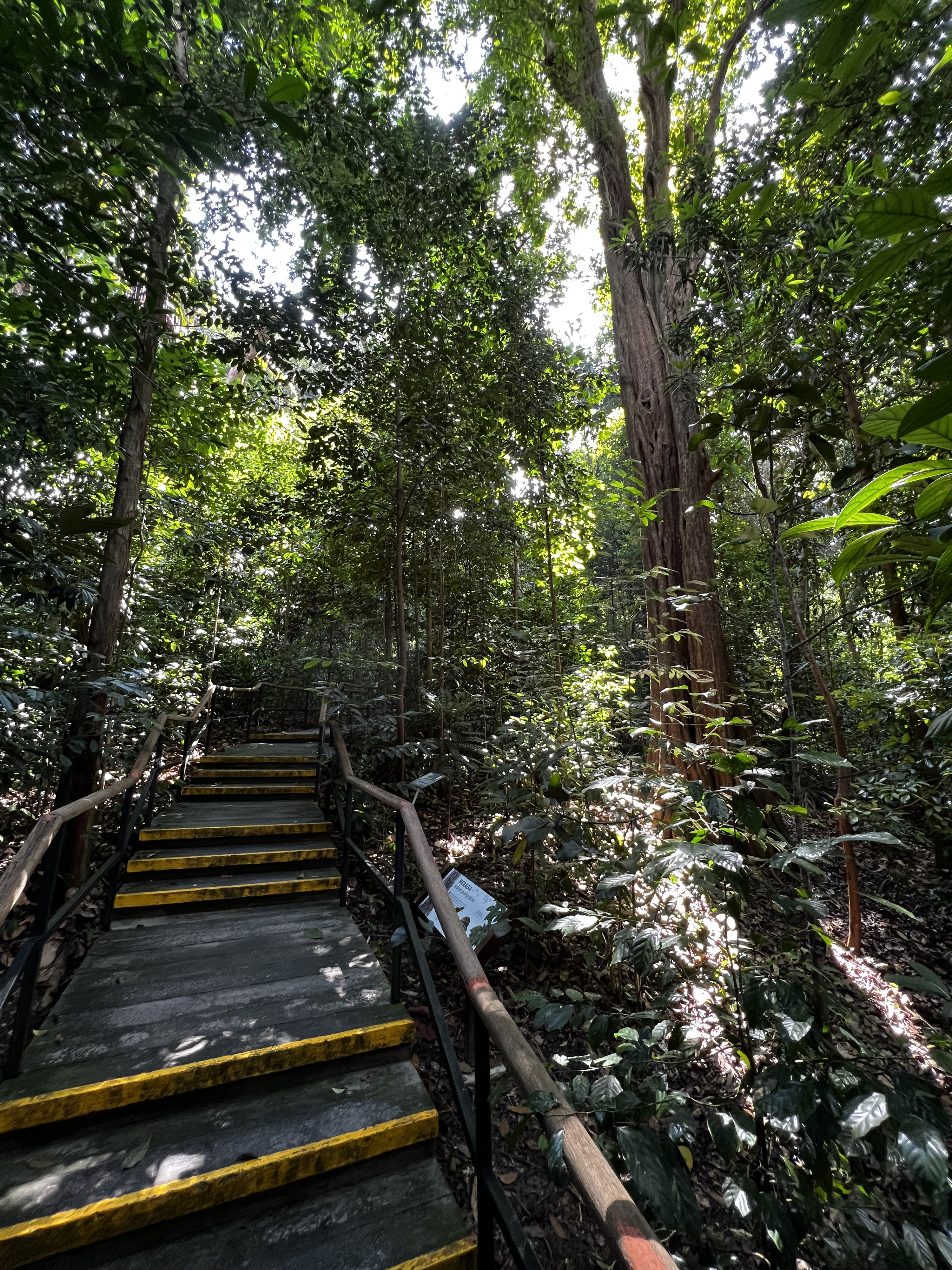 รูปถ่าย สิงคโปร์(Singapore) สวนพฤกษศาสตร์สิงคโปร์(Singapore Botanic Gardens) 2023-01 47