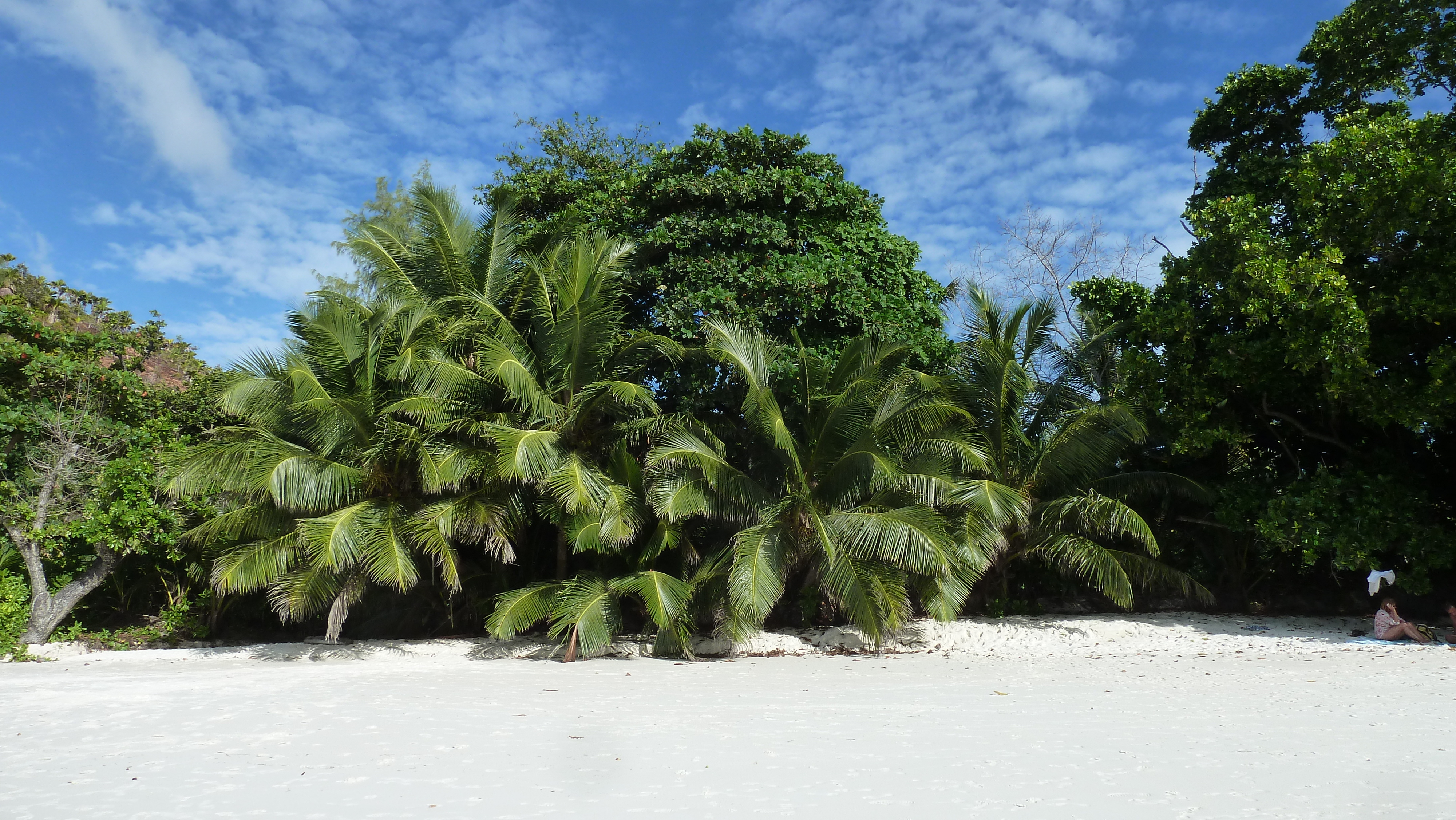 รูปถ่าย เซเชลส์(Seychelles) อ่าวอ็องส์ลาซิโอ(Anse Lazio) 2011-10 172