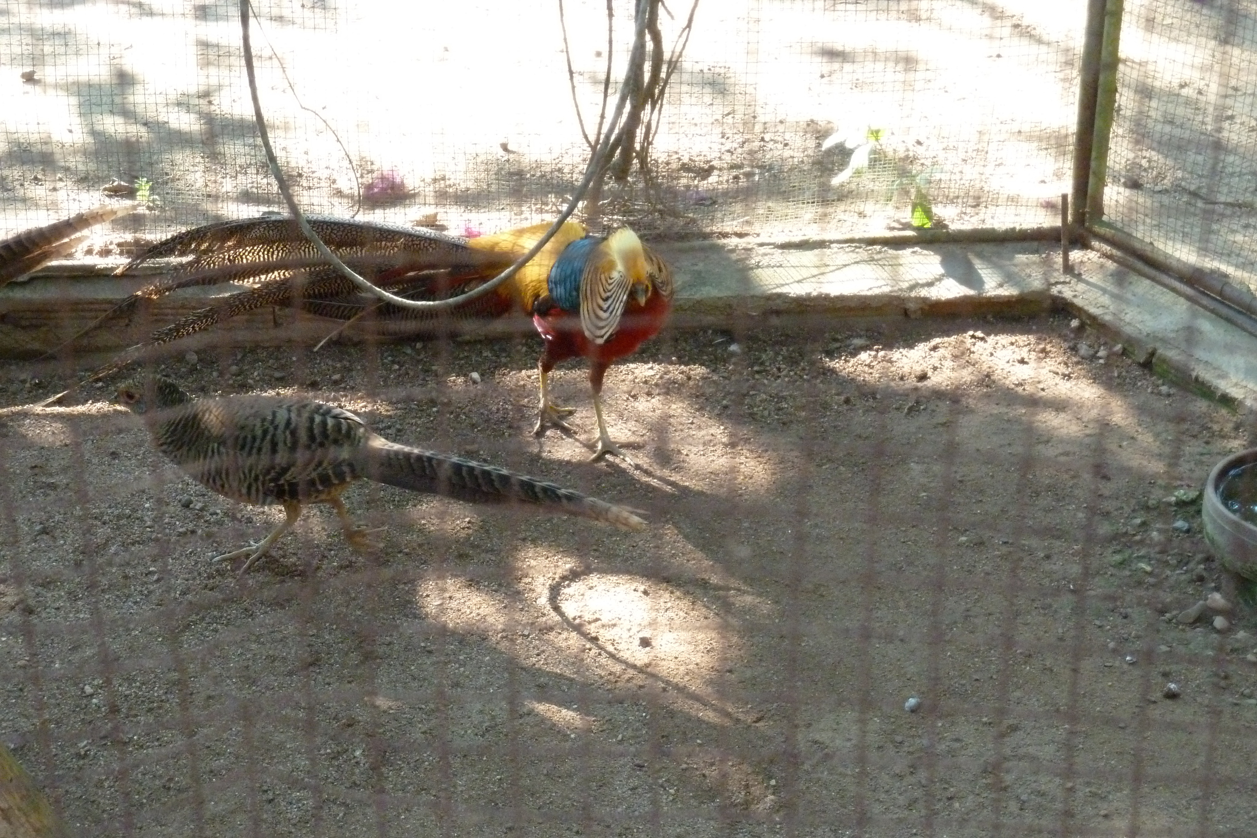 รูปถ่าย ไทย(Thailand) เชียงใหม่(Chiang Mai) ฟาร์มงูแม่สา(Mae Sa Snake Farm) 2010-12 93