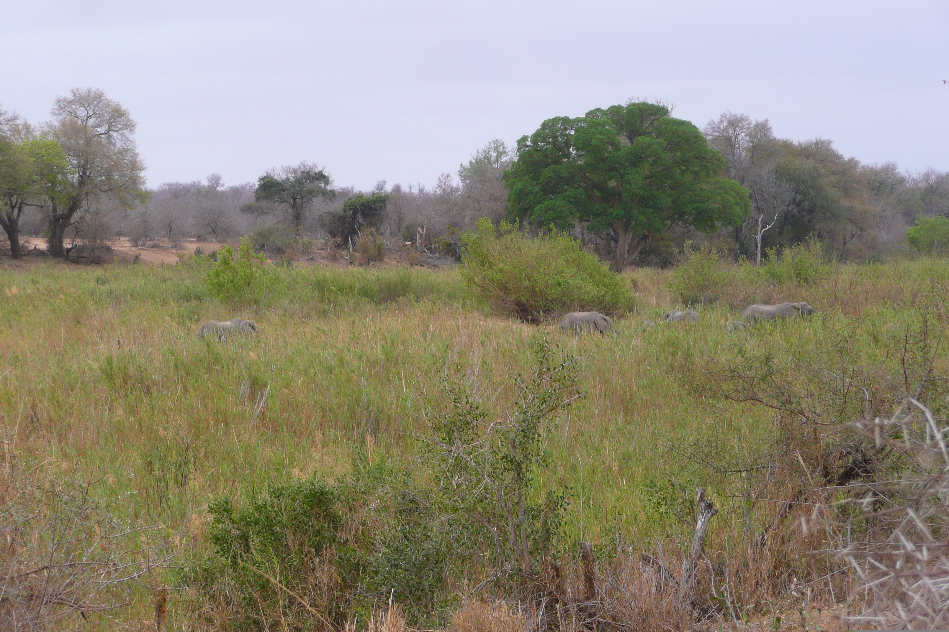 รูปถ่าย แอฟริกาใต้(South Africa) อุทยานแห่งชาติครูเกอร์(Kruger National Park) แม่น้ำซาเบิล(Sable River) 2008-09 81