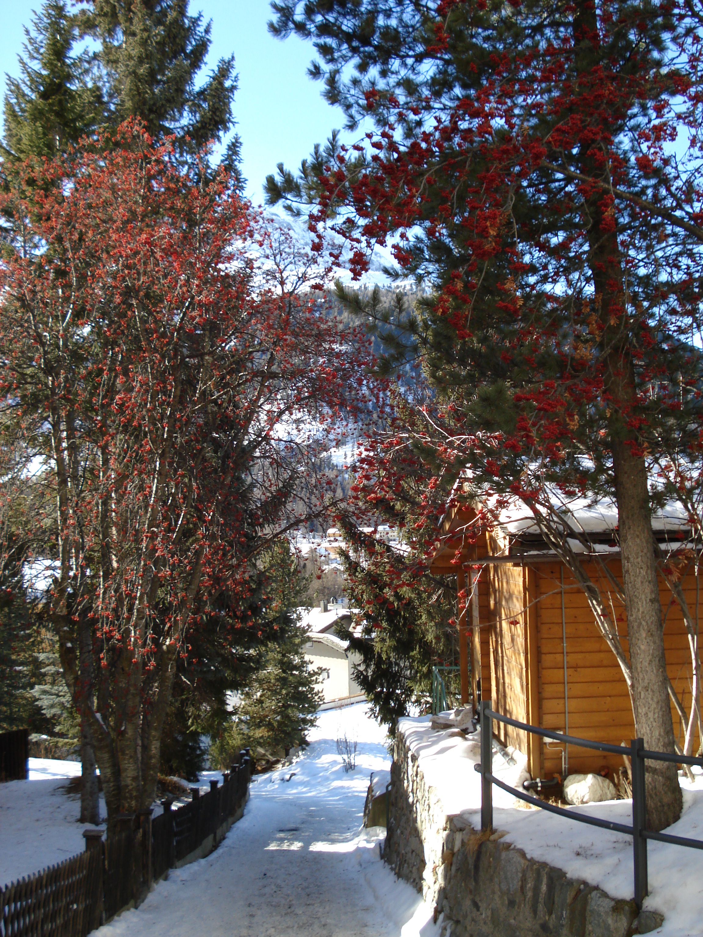 รูปถ่าย สวิสเซอร์แลนด์(Switzerland) ปองเทรซีน่า(Pontresina) 2007-01 134