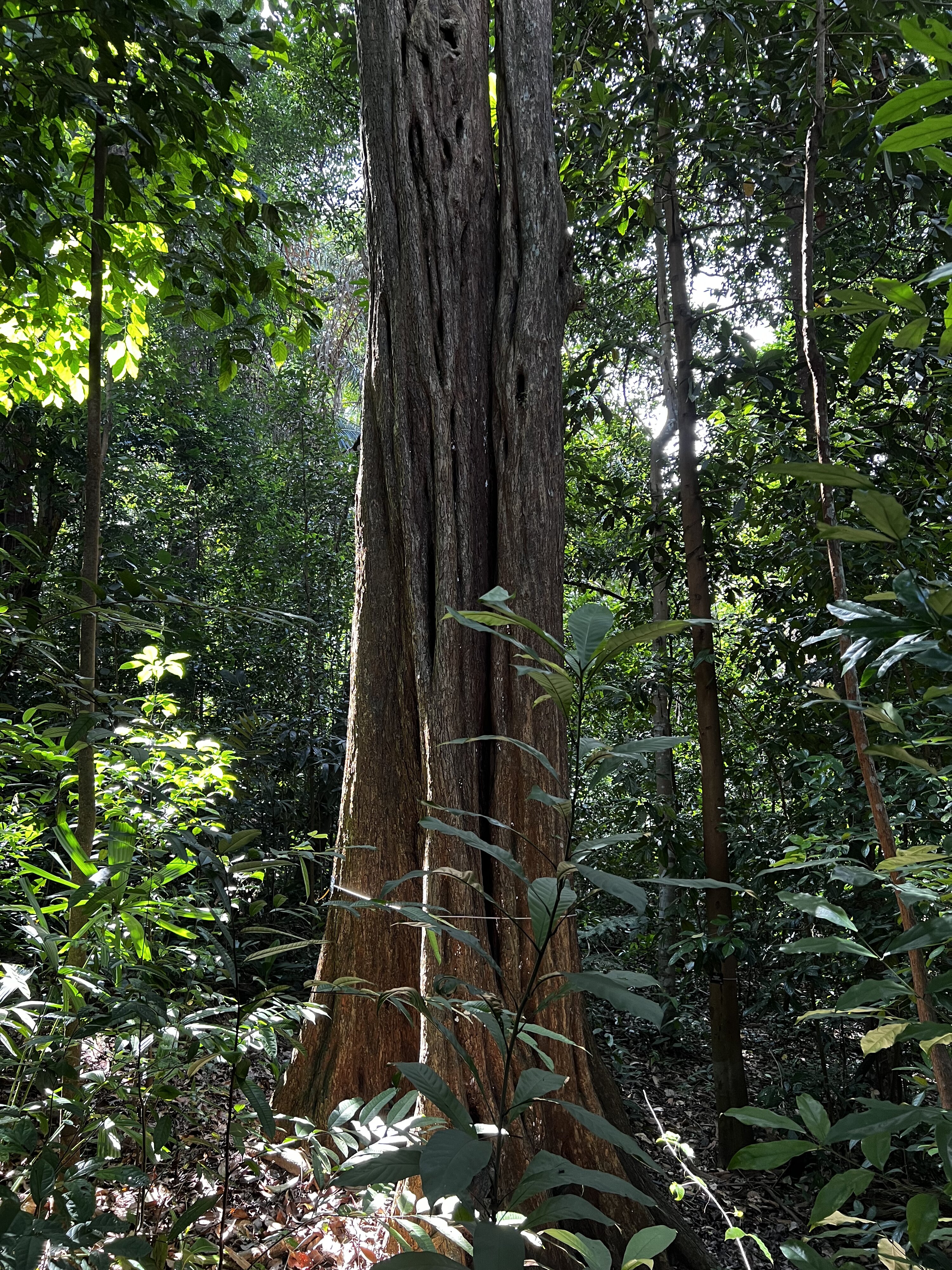 รูปถ่าย สิงคโปร์(Singapore) สวนพฤกษศาสตร์สิงคโปร์(Singapore Botanic Gardens) 2023-01 93