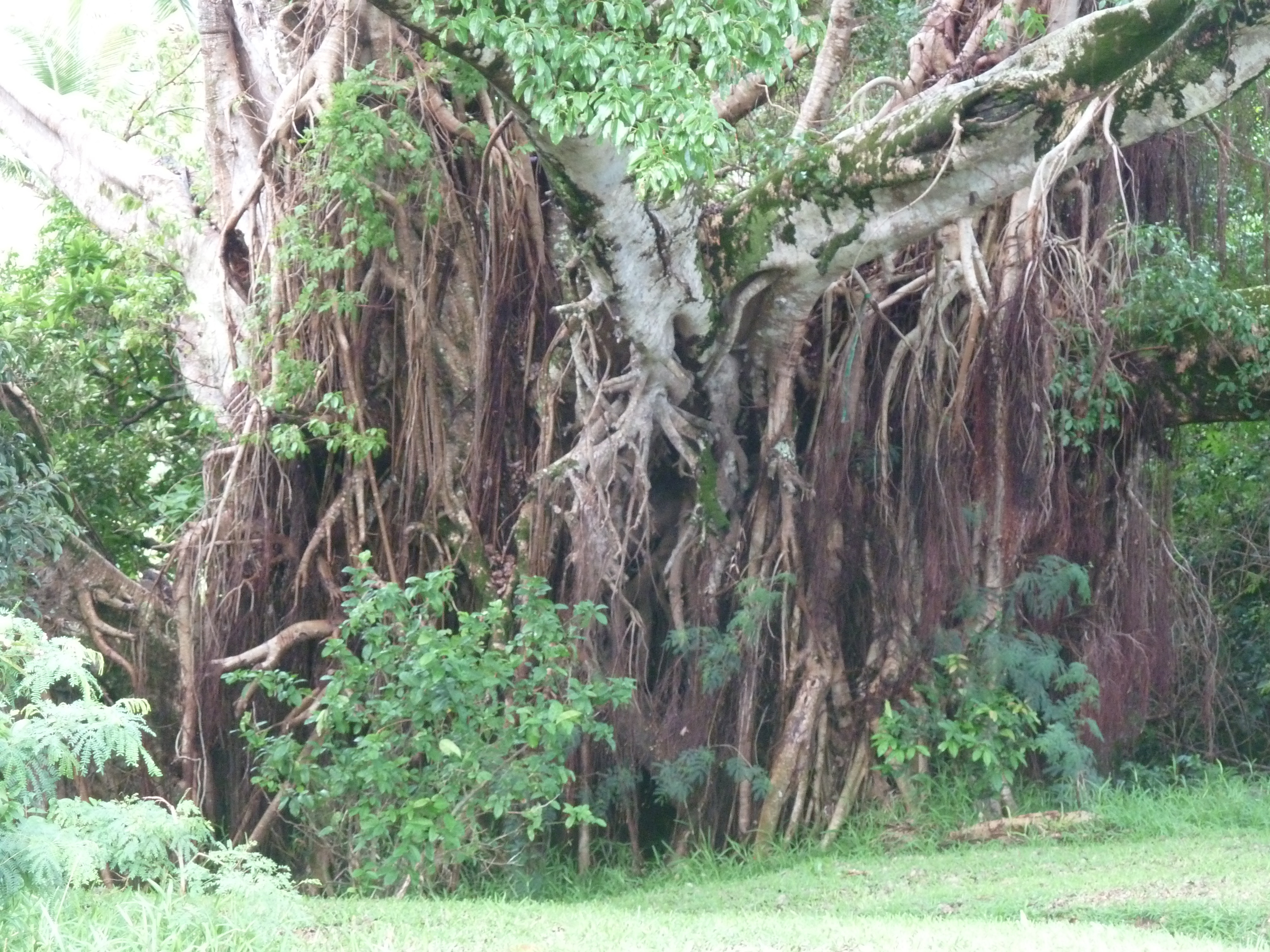 รูปถ่าย นิวแคลิโดเนีย(New Caledonia) เกาะต้นสน(Ile des pins) 2010-05 6