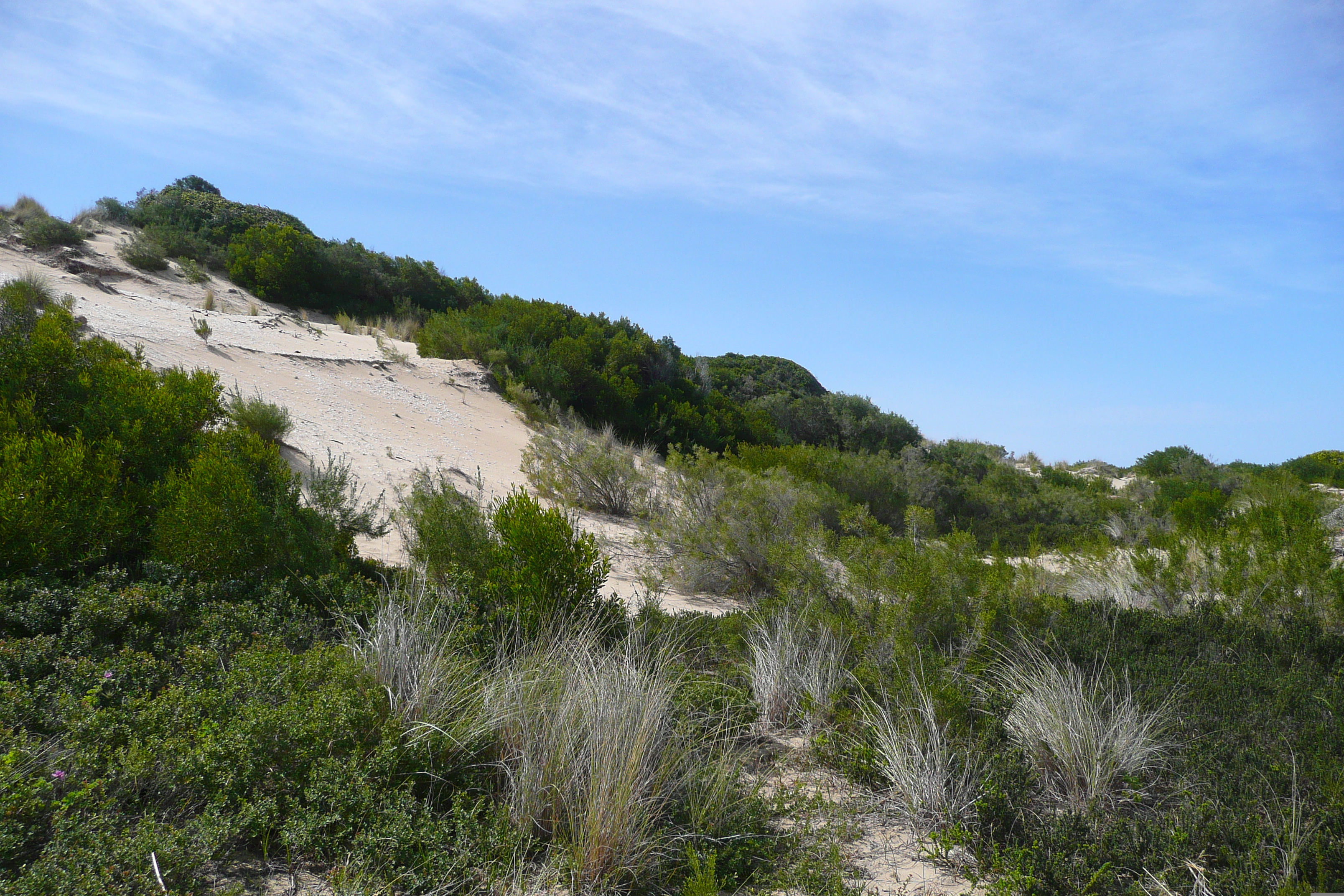 รูปถ่าย แอฟริกาใต้(South Africa) ถนนจากเฮอร์มานัสไปไนส์นา(Harmanus to Knysna road) 2008-09 86