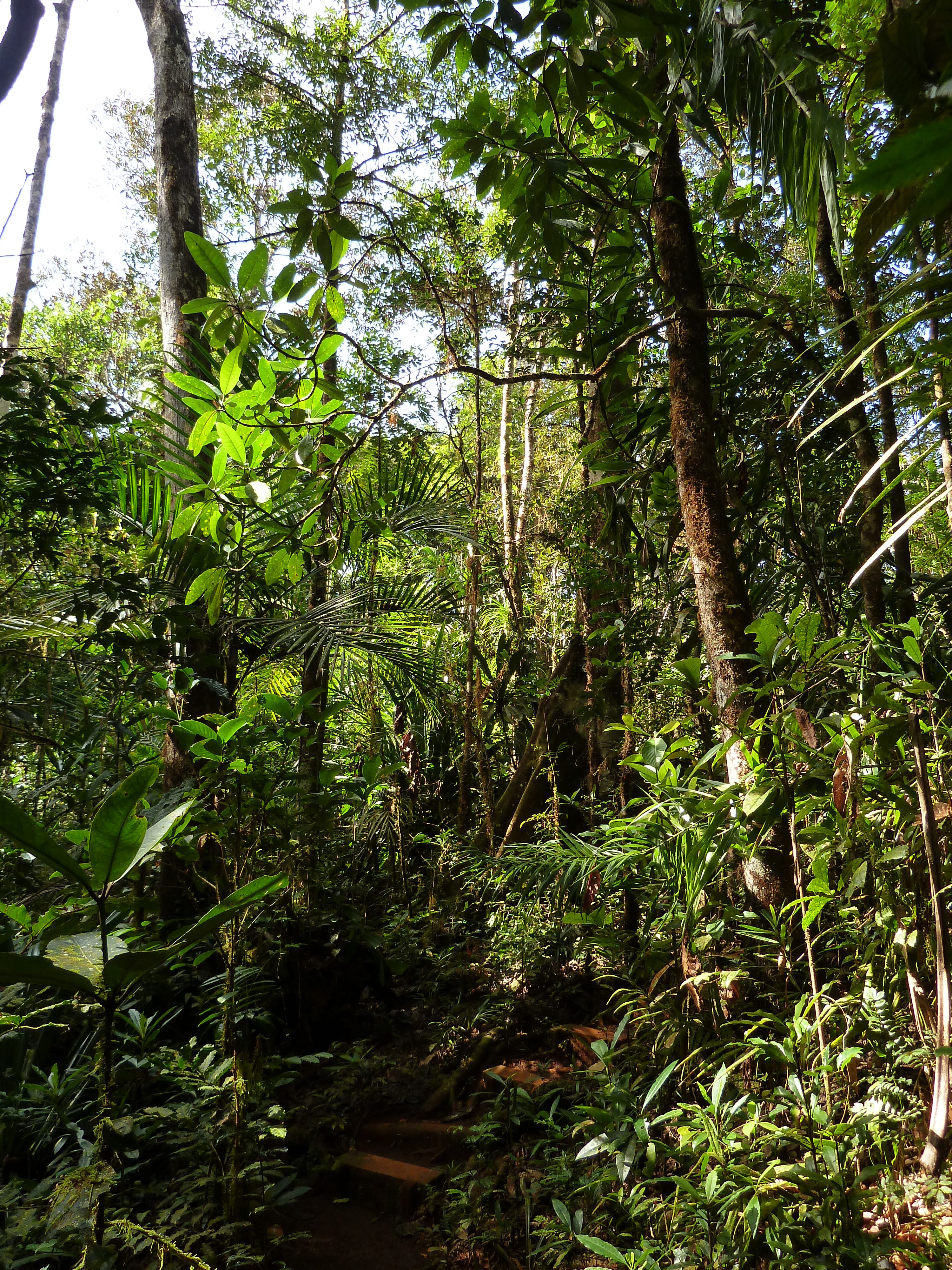 รูปถ่าย นิวแคลิโดเนีย(New Caledonia) อุทยานริเวียร์เบลอ(Parc de la Riviere Bleue) โรงแรมเลอกร็องกาโอรี(Le Grand Kaori) 2010-05 48