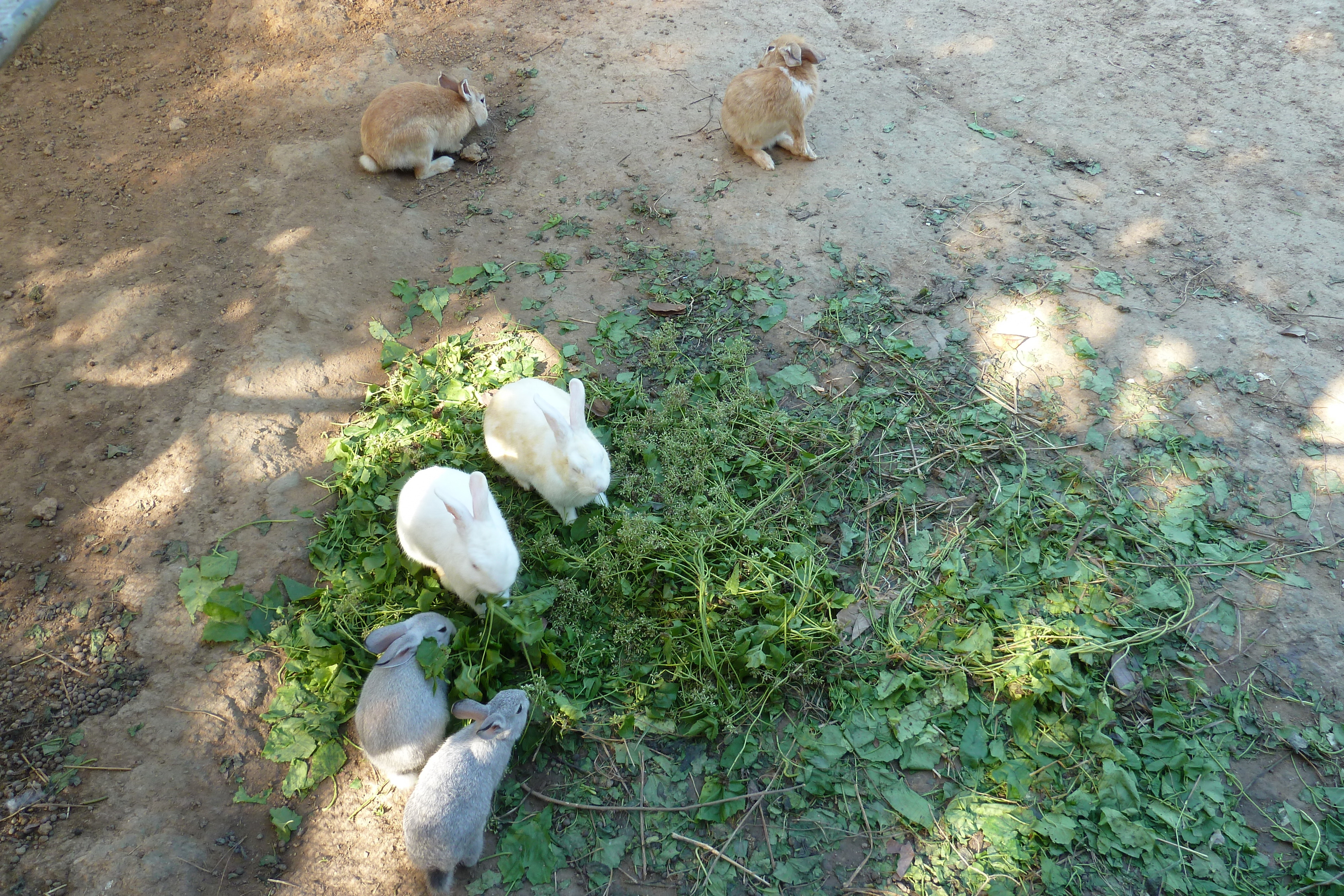 รูปถ่าย ไทย(Thailand) เชียงใหม่(Chiang Mai) ฟาร์มงูแม่สา(Mae Sa Snake Farm) 2010-12 83