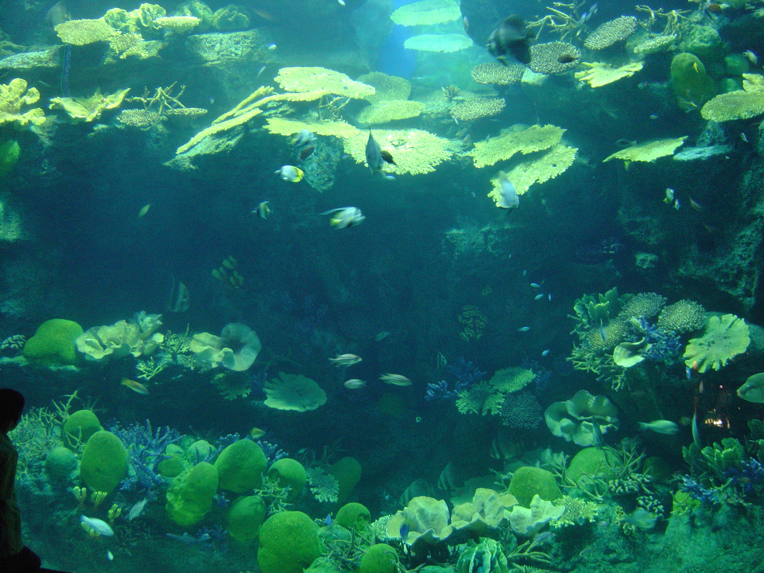 รูปถ่าย ไทย(Thailand) กรุงเทพมหานคร(Bangkok) สยามโอเชียนเวิลด์(Siam Ocean World) 2005-12 46