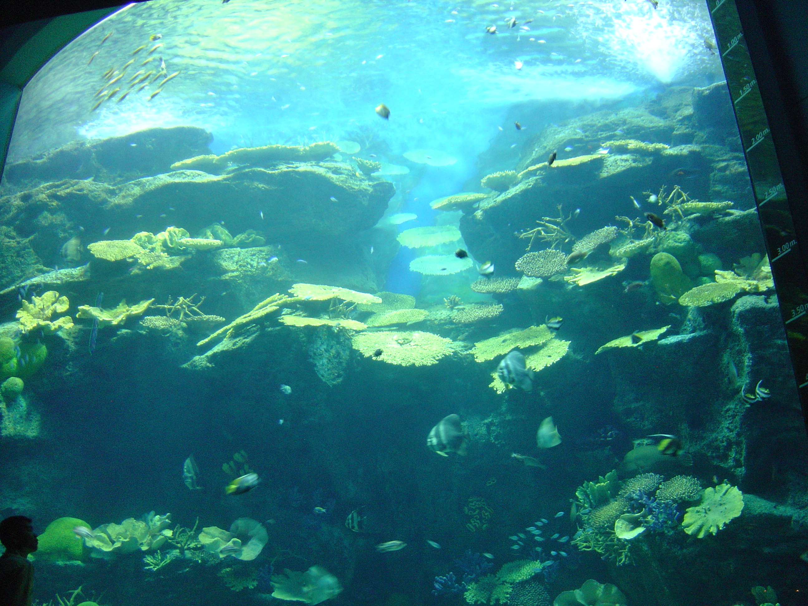 รูปถ่าย ไทย(Thailand) กรุงเทพมหานคร(Bangkok) สยามโอเชียนเวิลด์(Siam Ocean World) 2005-12 7