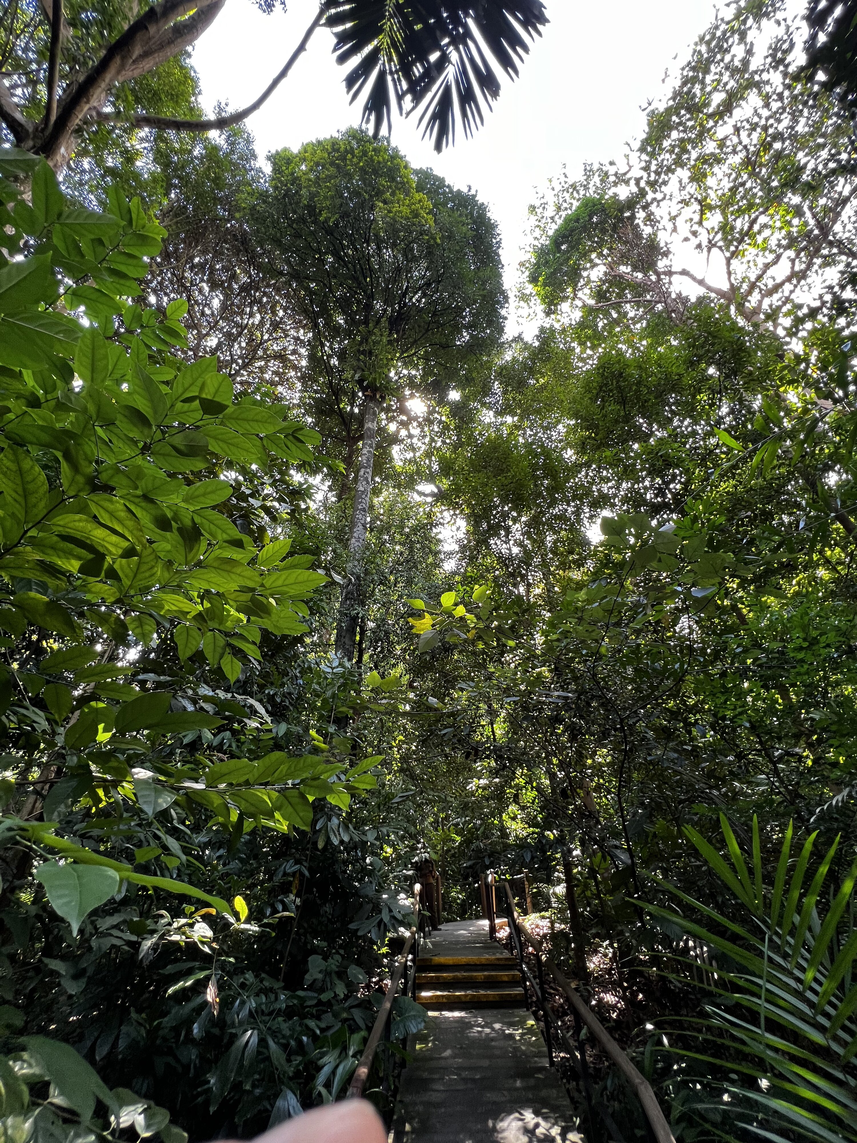 รูปถ่าย สิงคโปร์(Singapore) สวนพฤกษศาสตร์สิงคโปร์(Singapore Botanic Gardens) 2023-01 70