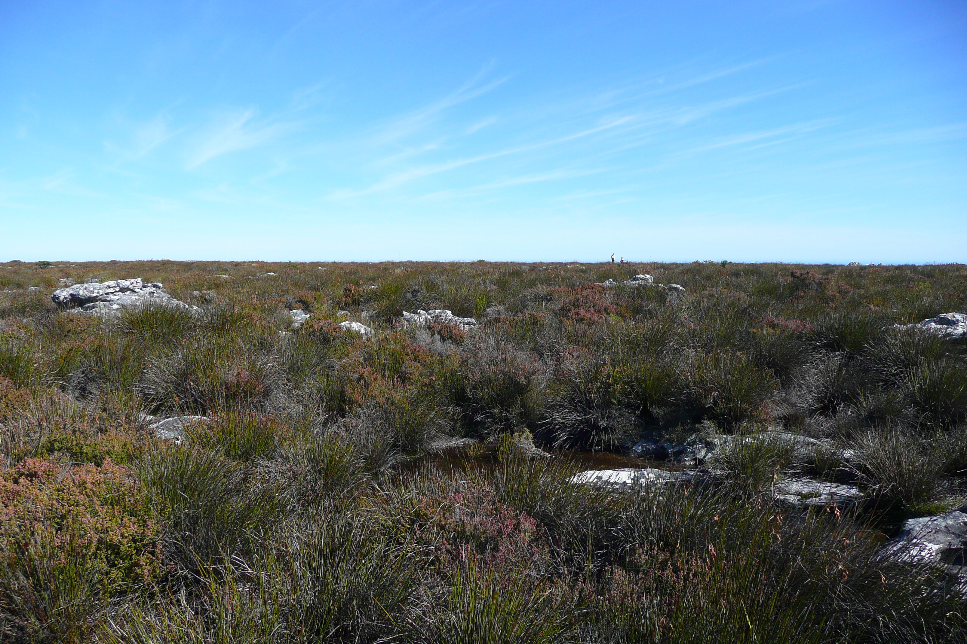 รูปถ่าย แอฟริกาใต้(South Africa) เคปทาวน์(Cape Town) ภูเขาเทเบิล(Table Mountain) 2008-09 58