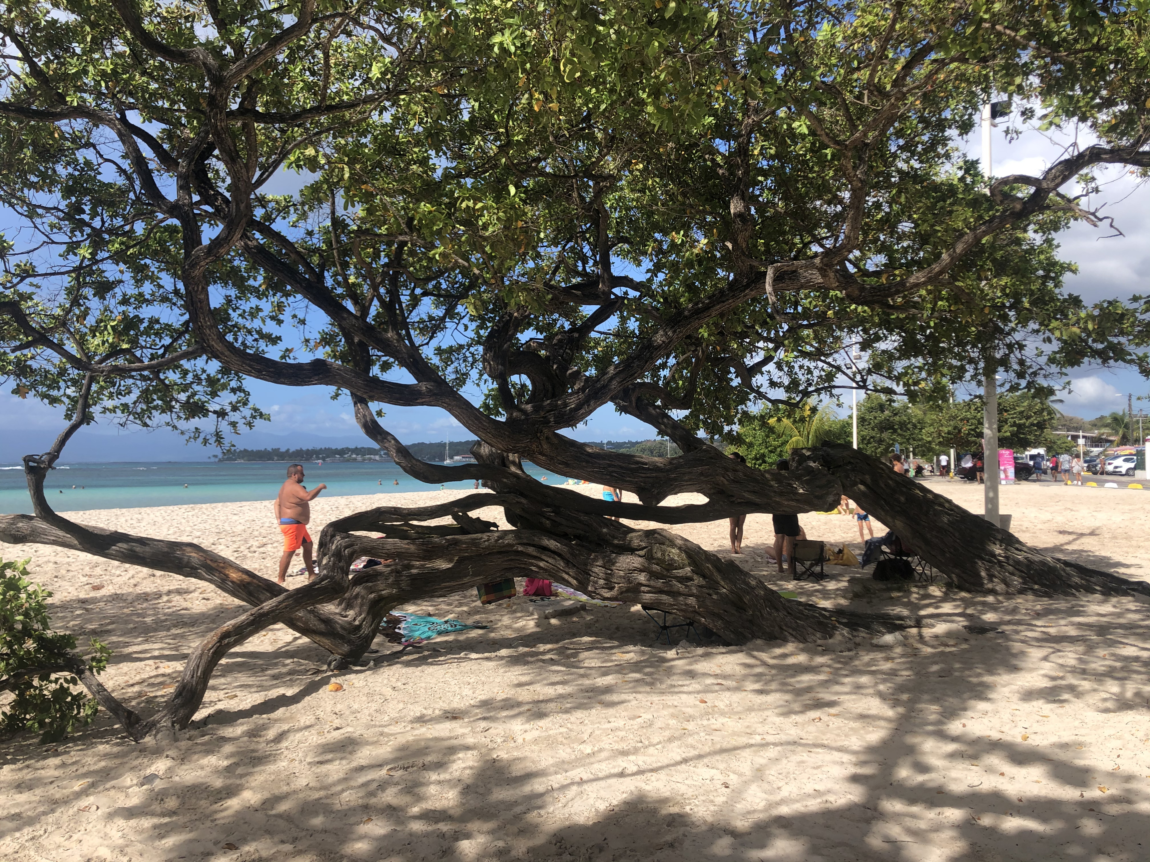 รูปถ่าย กวาเดอลูป(Guadeloupe) แซ็งตาน(Sainte Anne) 2021-02 115