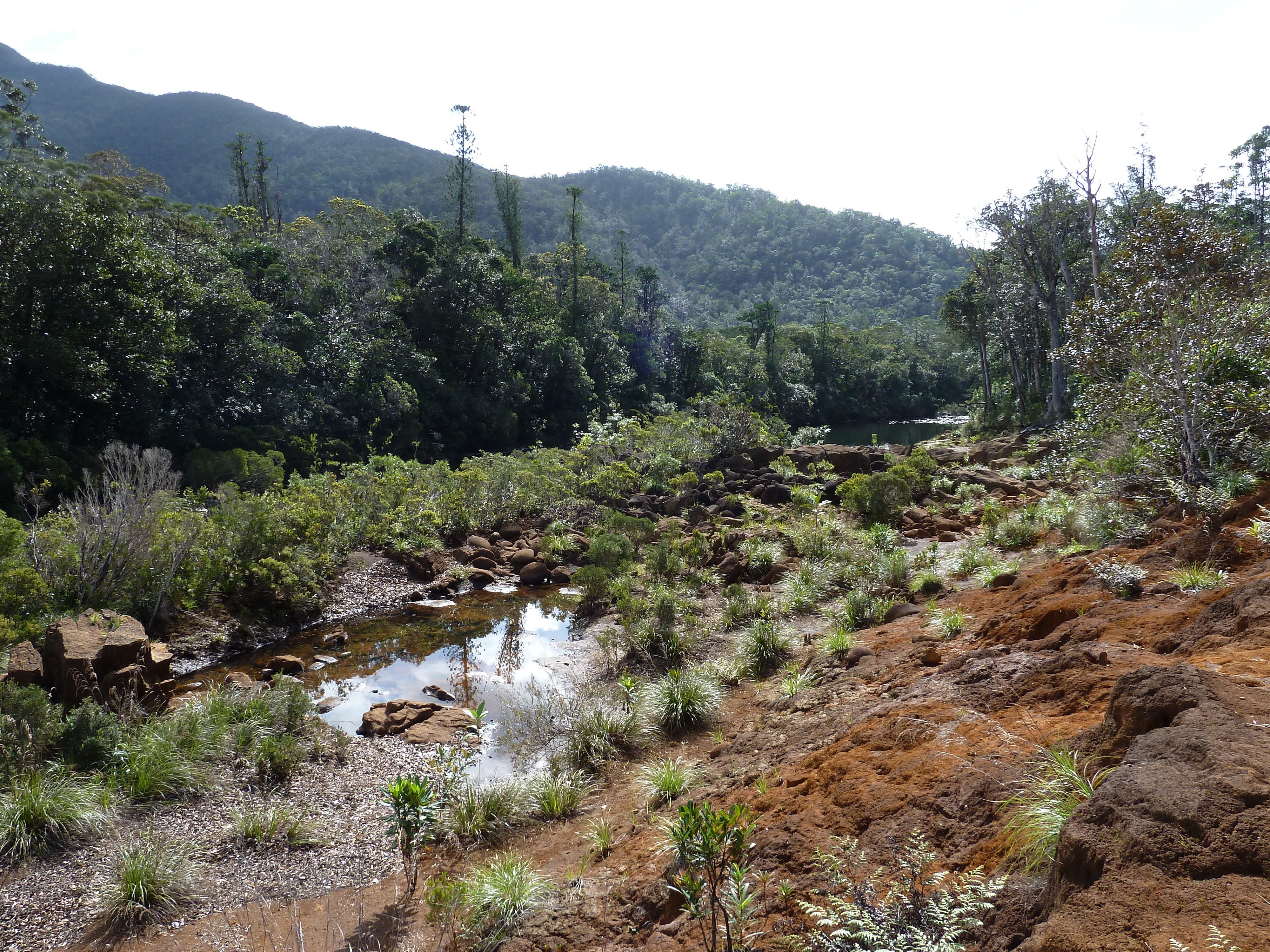 รูปถ่าย นิวแคลิโดเนีย(New Caledonia) อุทยานริเวียร์เบลอ(Parc de la Riviere Bleue) 2010-05 4