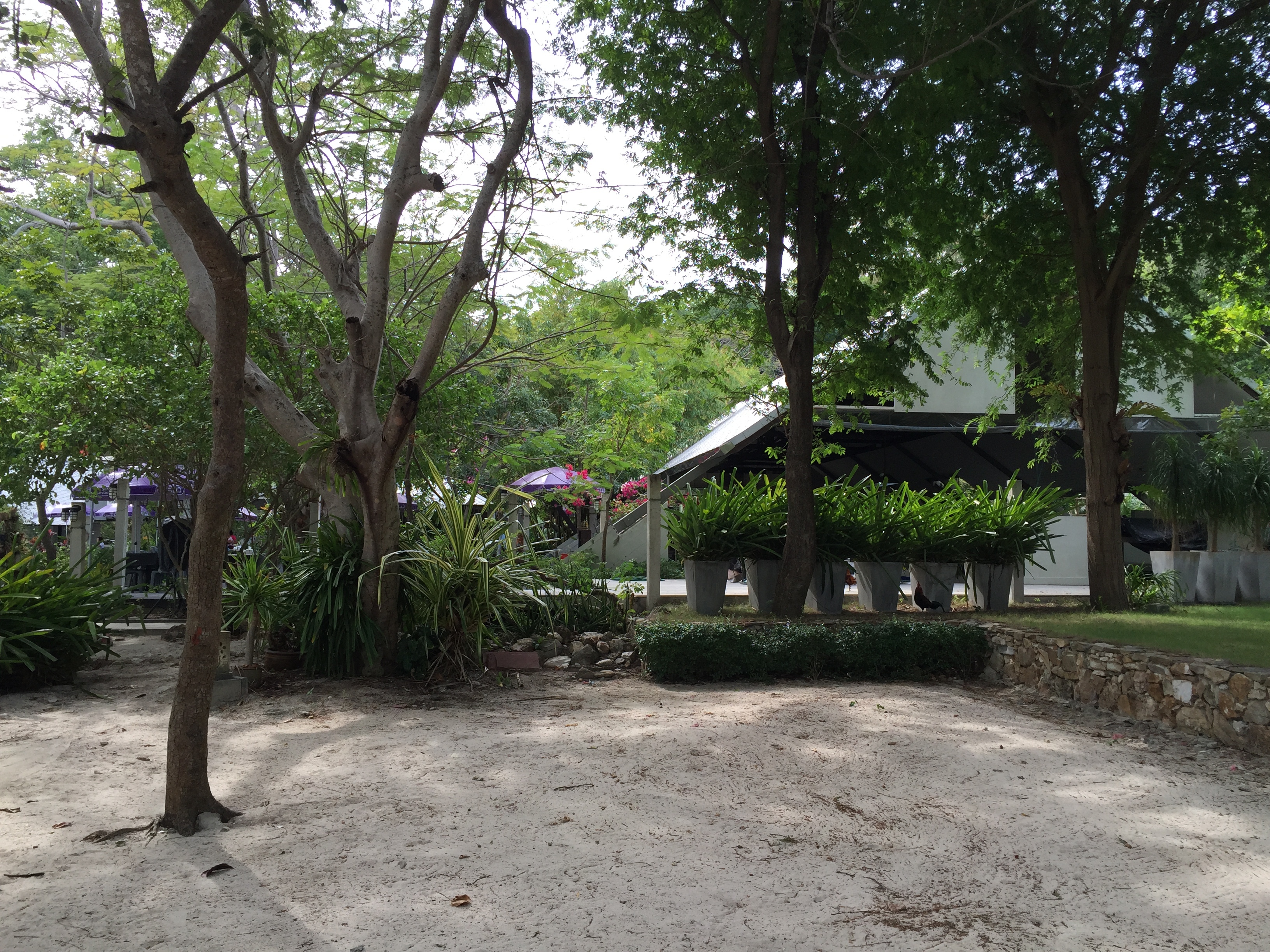 รูปถ่าย ไทย(Thailand) เกาะเสม็ด(Ko Samet) 2014-12 332