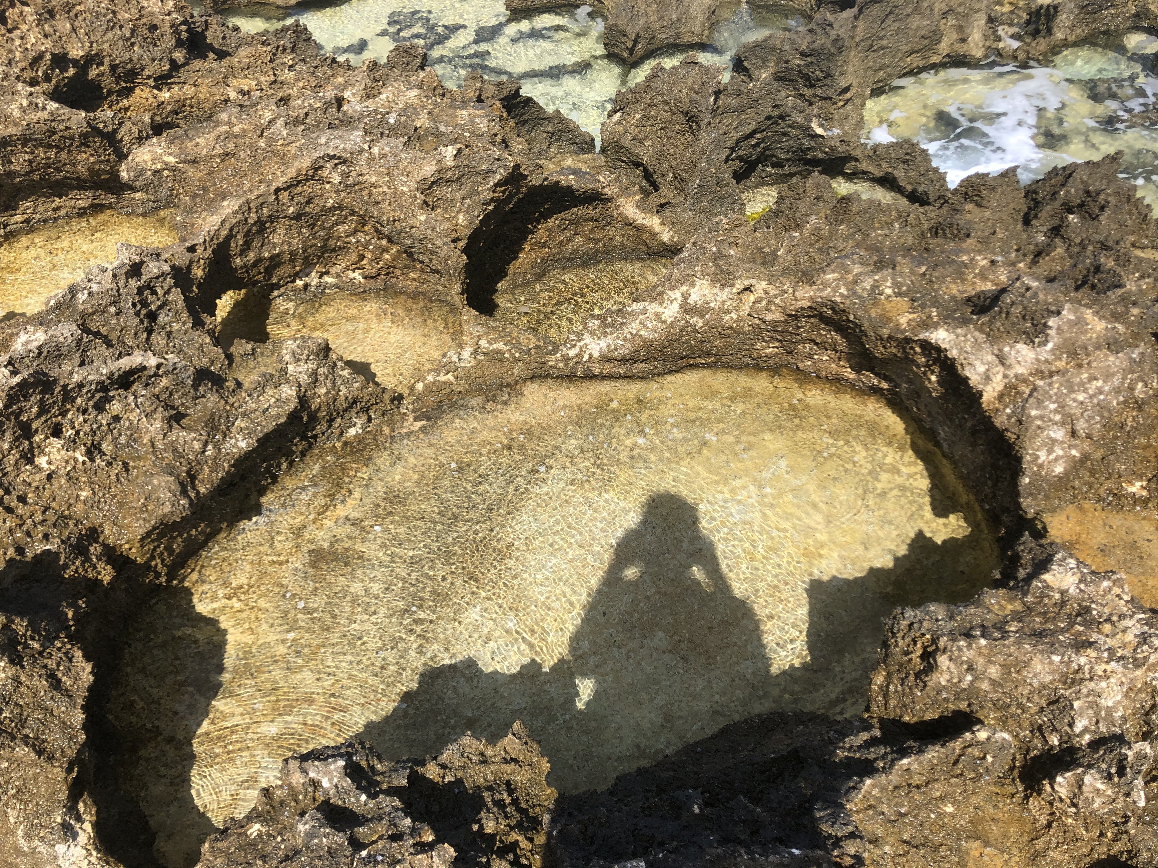 รูปถ่าย กวาเดอลูป(Guadeloupe) แหลมคาสเซิลพอยต์(Castle Point) 2021-02 159