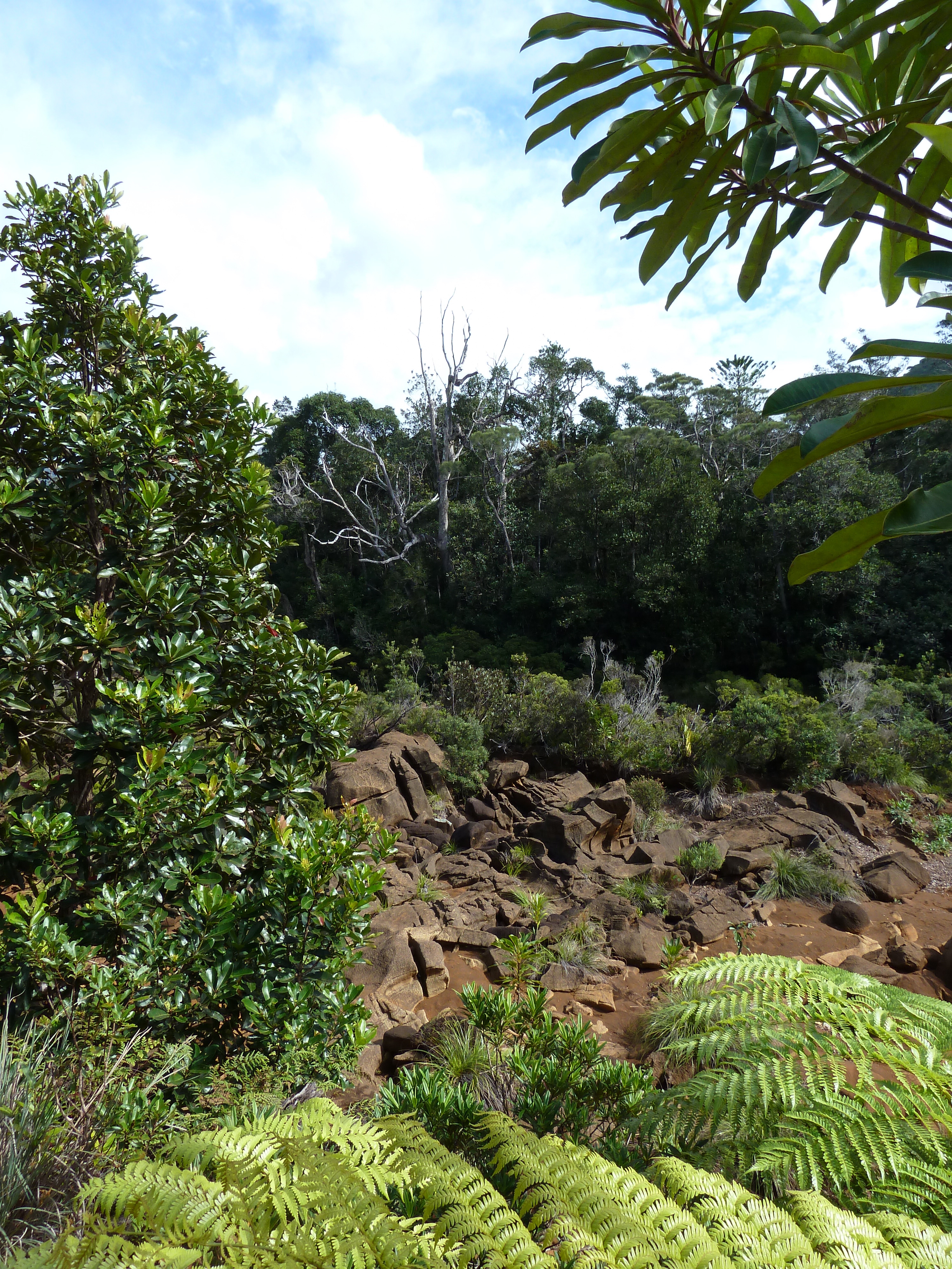 รูปถ่าย นิวแคลิโดเนีย(New Caledonia) อุทยานริเวียร์เบลอ(Parc de la Riviere Bleue) 2010-05 127