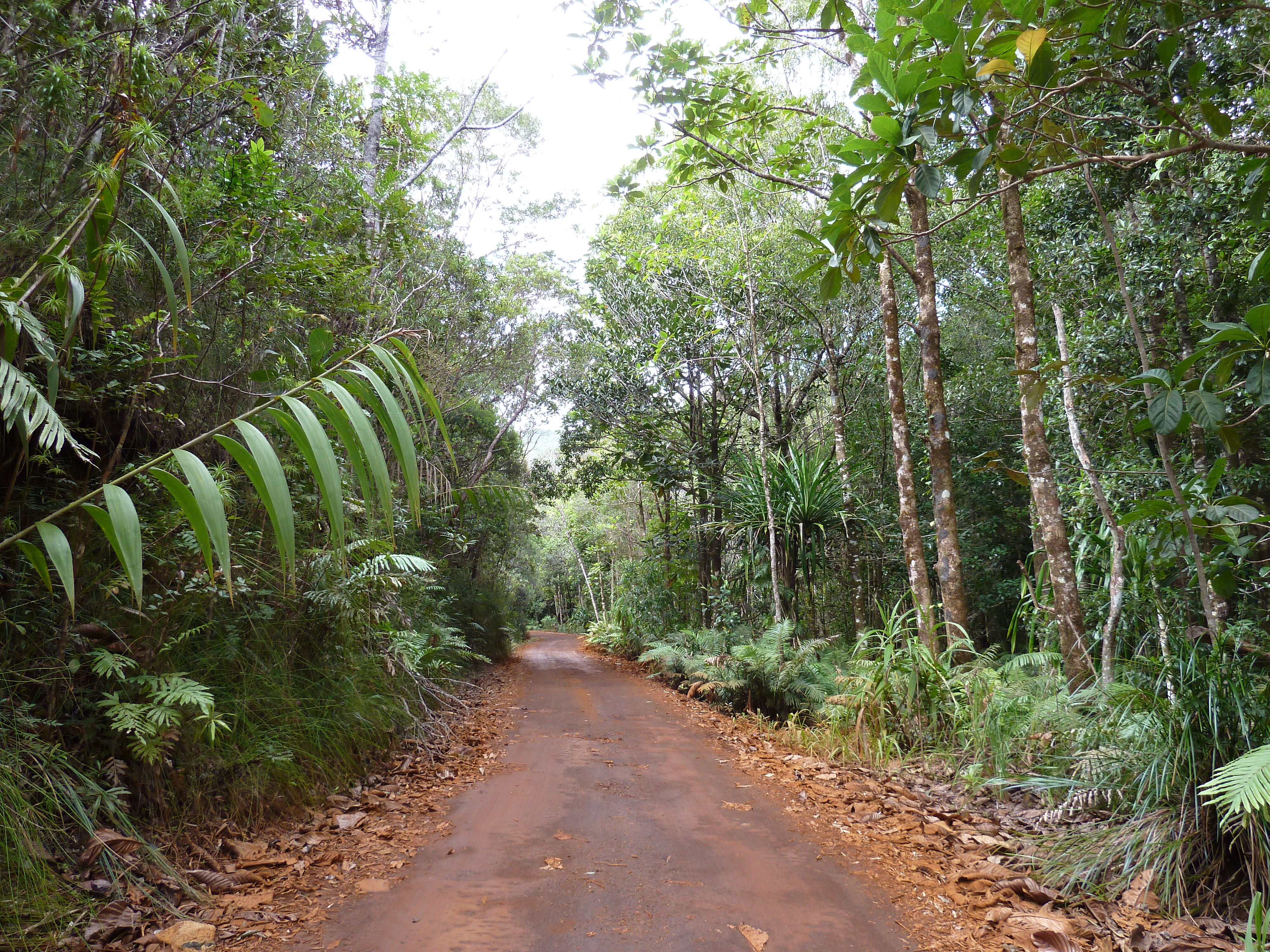 รูปถ่าย นิวแคลิโดเนีย(New Caledonia) อุทยานริเวียร์เบลอ(Parc de la Riviere Bleue) 2010-05 98