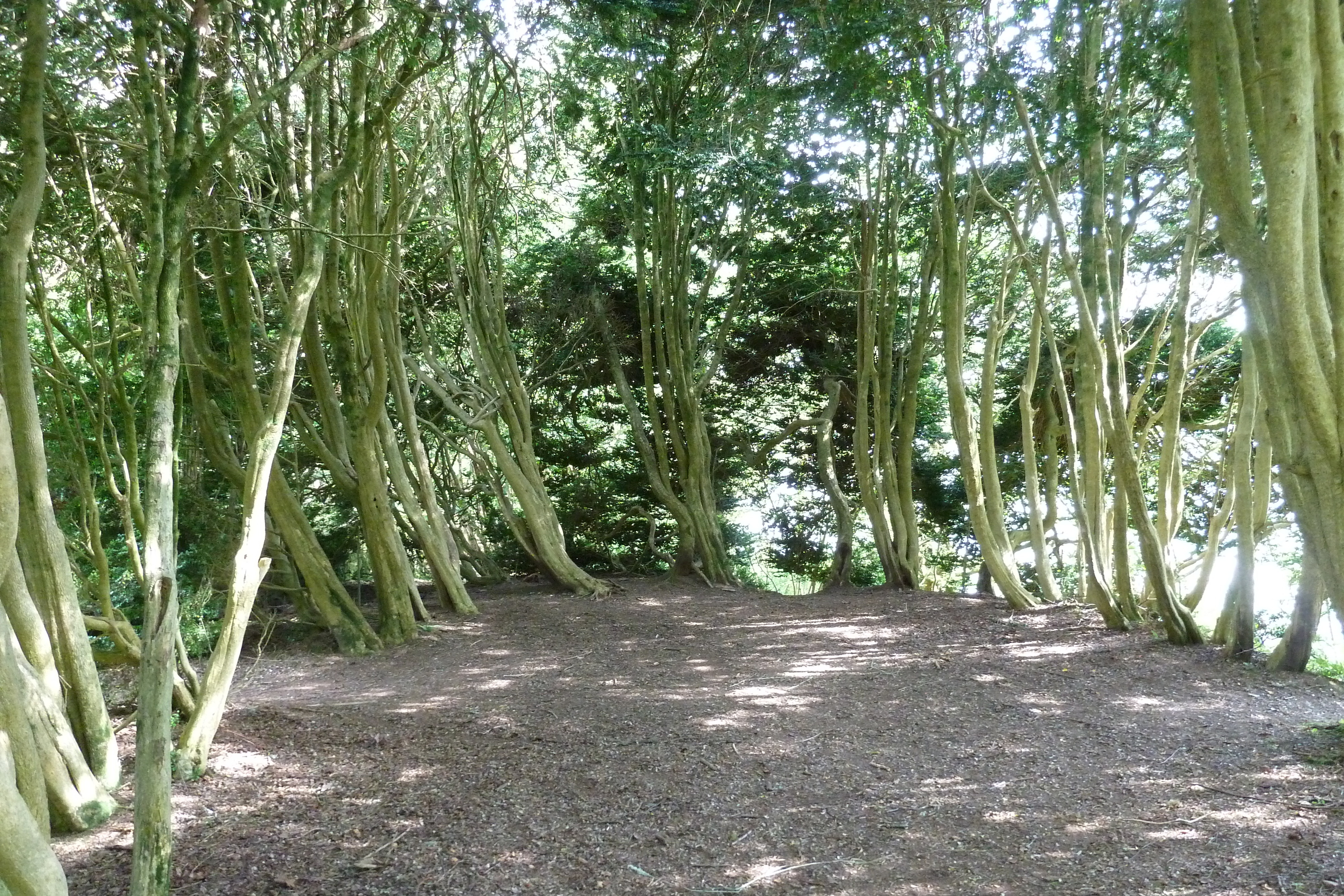 รูปถ่าย อังกฤษ(United Kingdom) สกอตแลนด์(Scotland) อารามอินช์มาโฮม(Inchmahome Priory) 2011-07 1