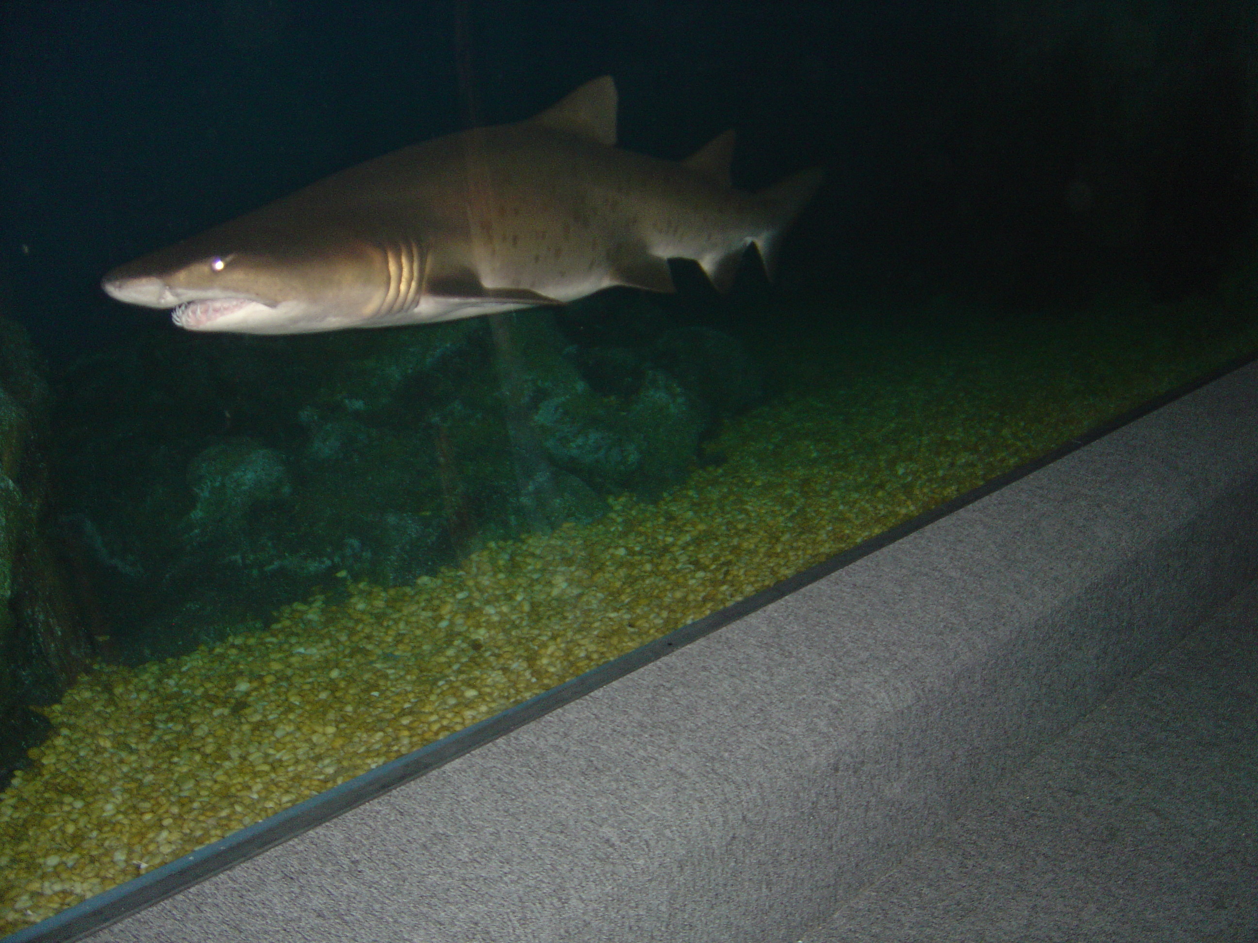 รูปถ่าย ไทย(Thailand) กรุงเทพมหานคร(Bangkok) สยามโอเชียนเวิลด์(Siam Ocean World) 2005-12 42