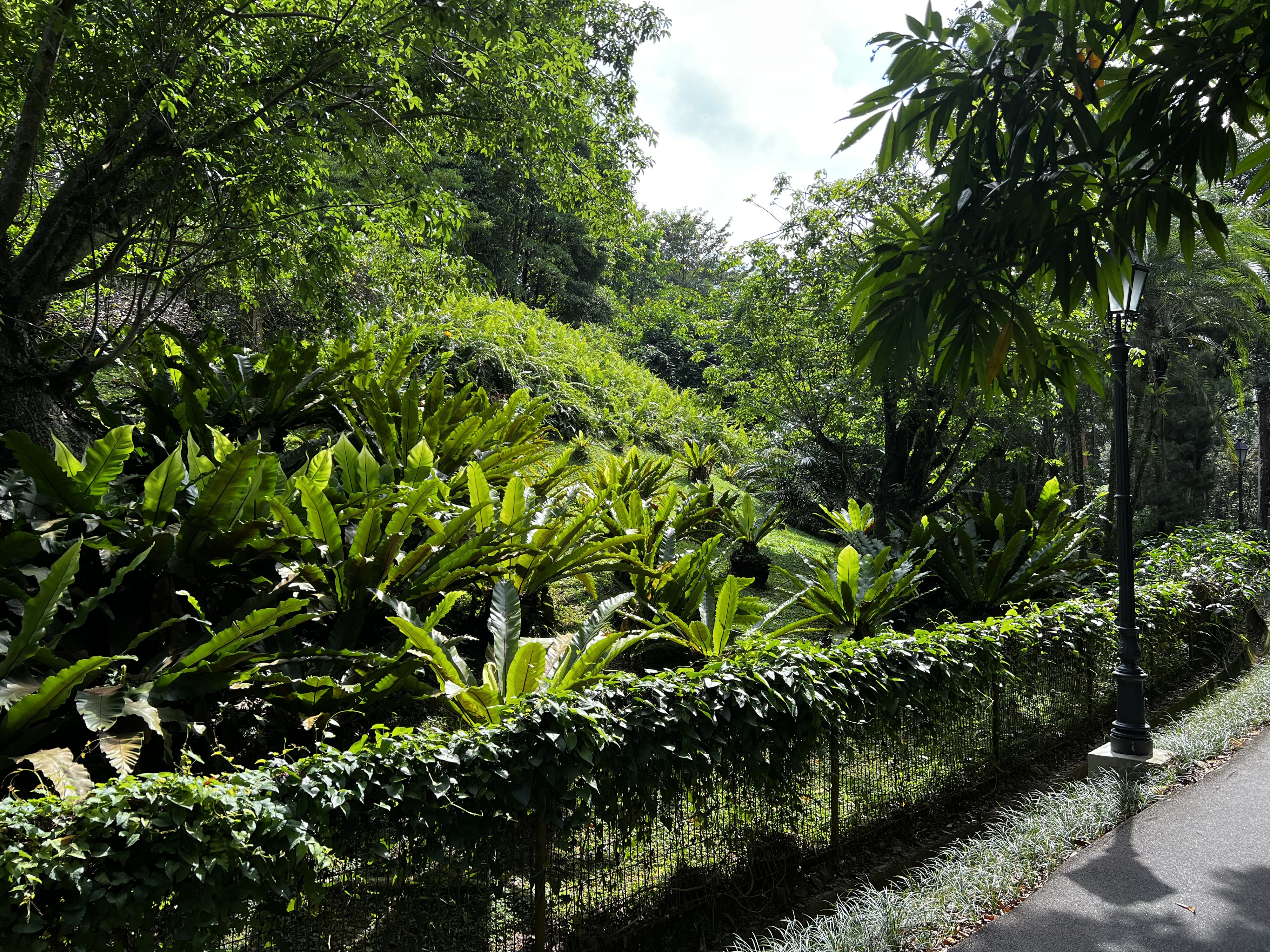 รูปถ่าย สิงคโปร์(Singapore) สวนพฤกษศาสตร์สิงคโปร์(Singapore Botanic Gardens) 2023-01 124