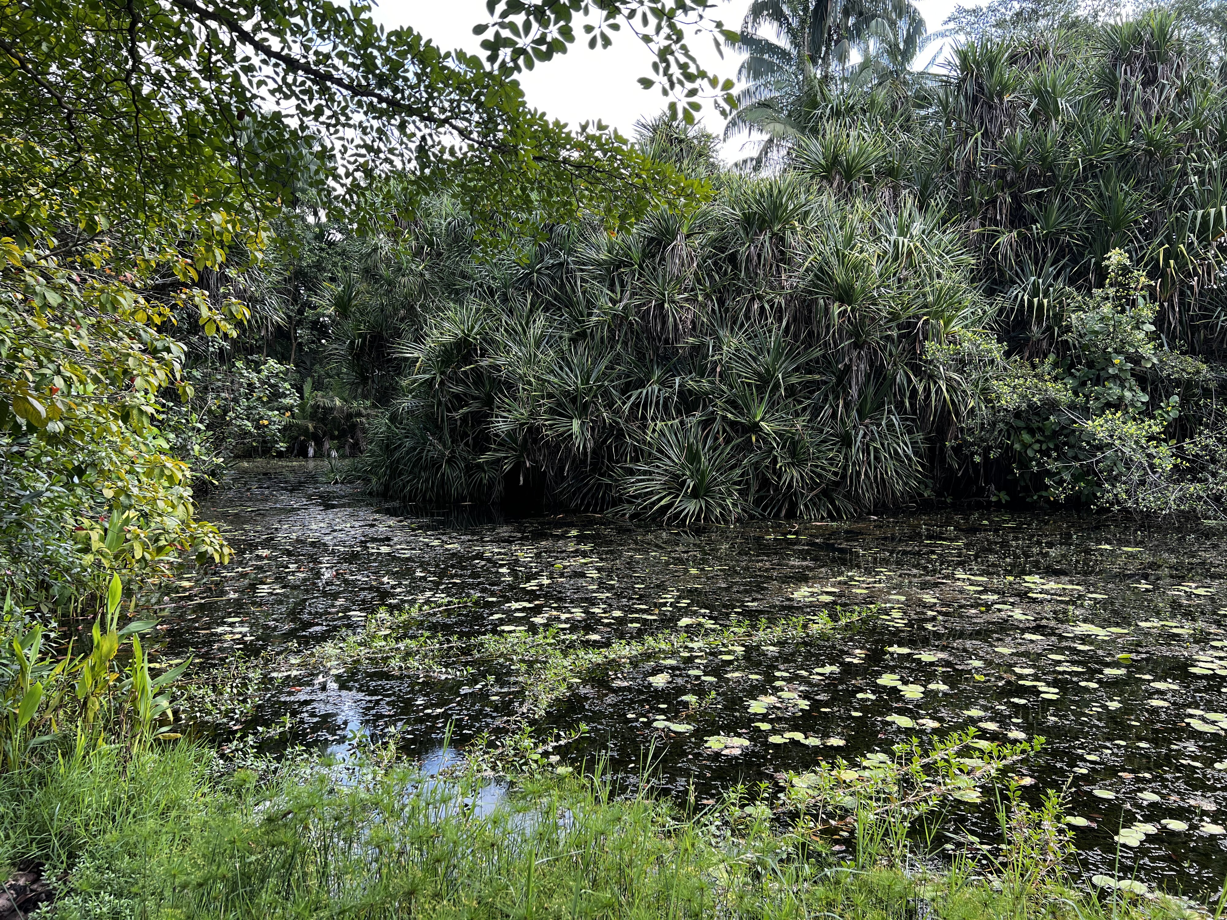 รูปถ่าย สิงคโปร์(Singapore) สวนพฤกษศาสตร์สิงคโปร์(Singapore Botanic Gardens) 2023-01 113