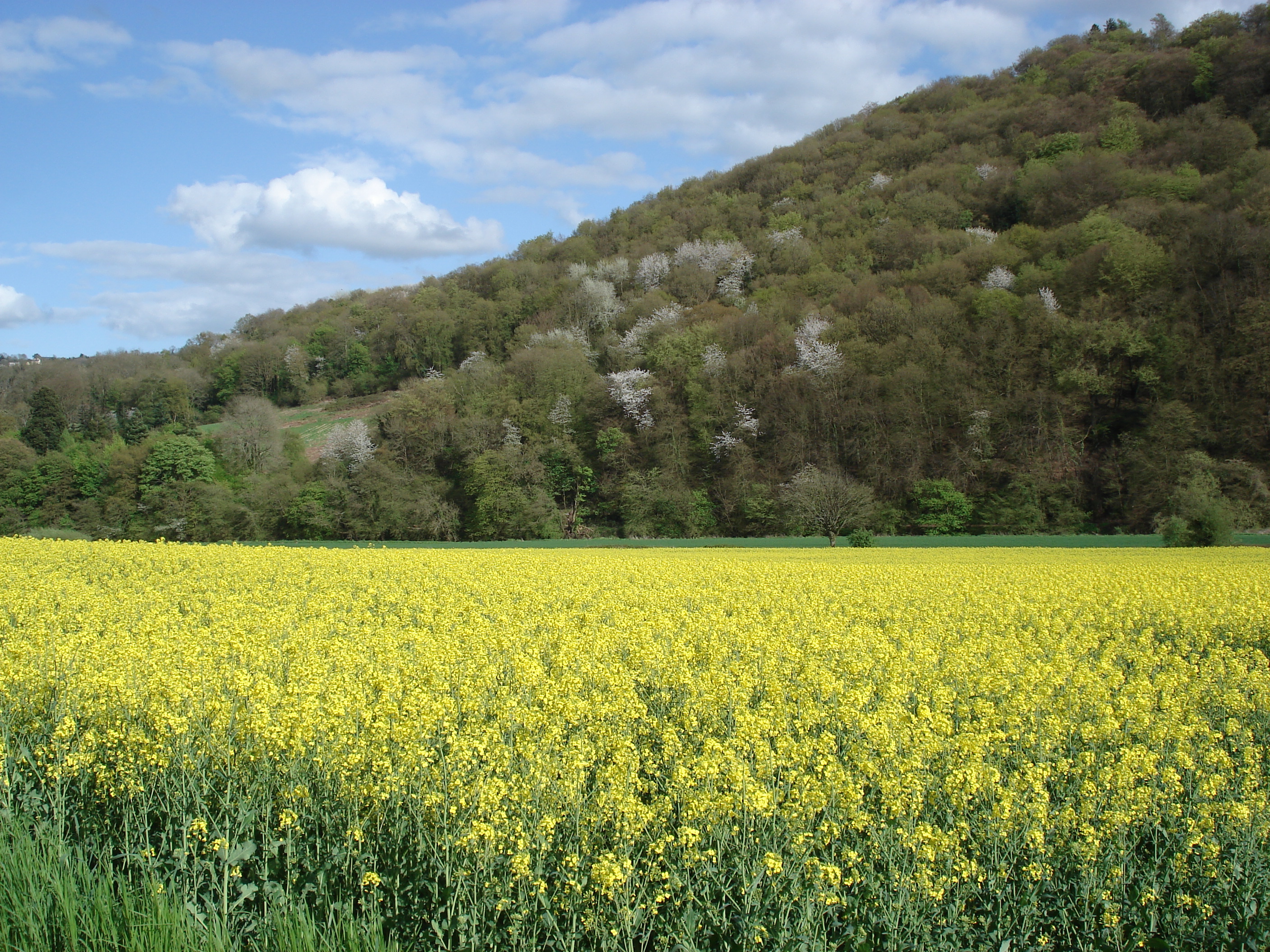 รูปถ่าย อังกฤษ(United Kingdom) หุบเขาไวย์(Wye Valley) 2006-05 47
