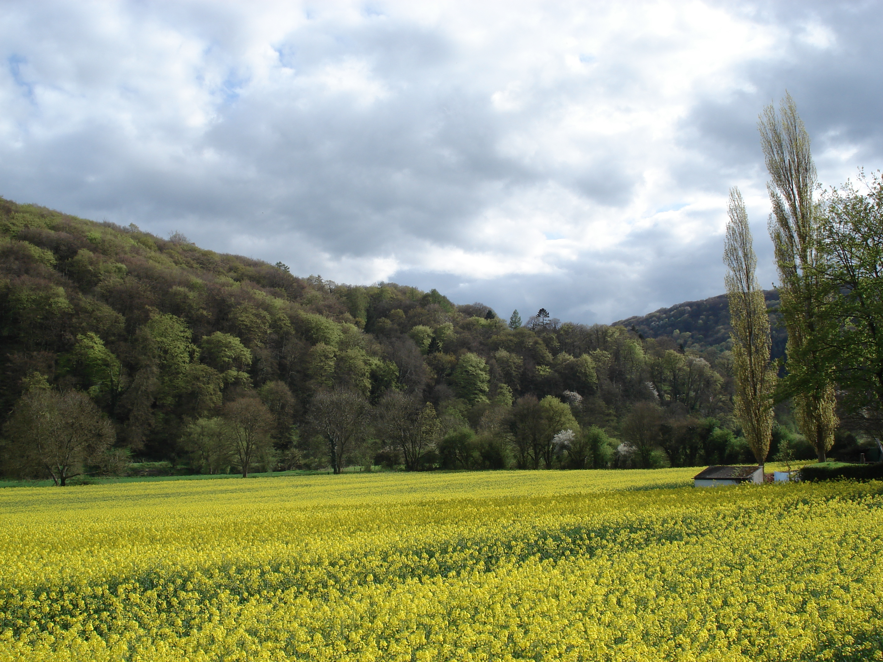 รูปถ่าย อังกฤษ(United Kingdom) หุบเขาไวย์(Wye Valley) 2006-05 51