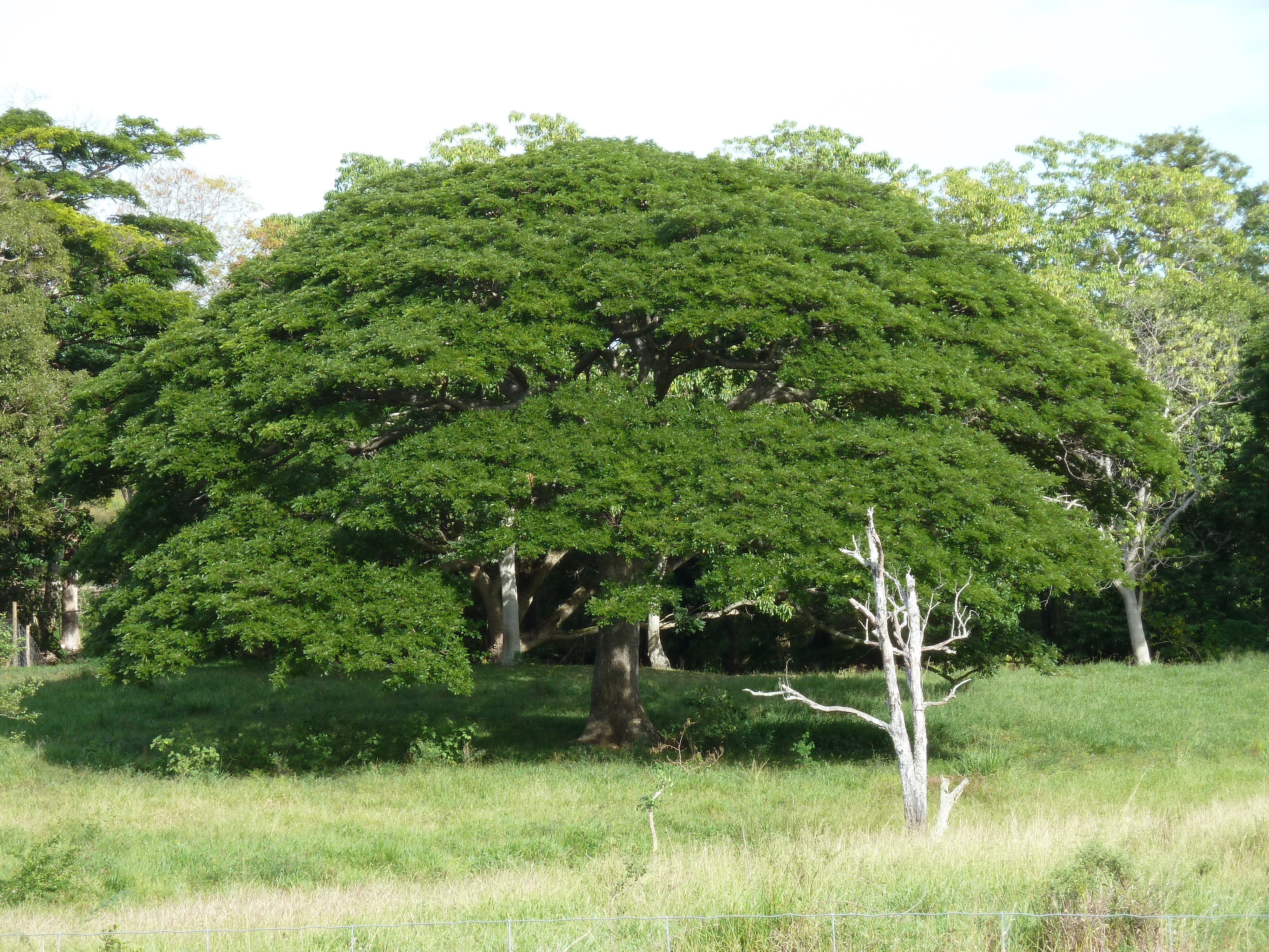 รูปถ่าย นิวแคลิโดเนีย(New Caledonia) ถนนจากตงตูตาไปทีโอ(Tontouta to Thio road) 2010-05 74