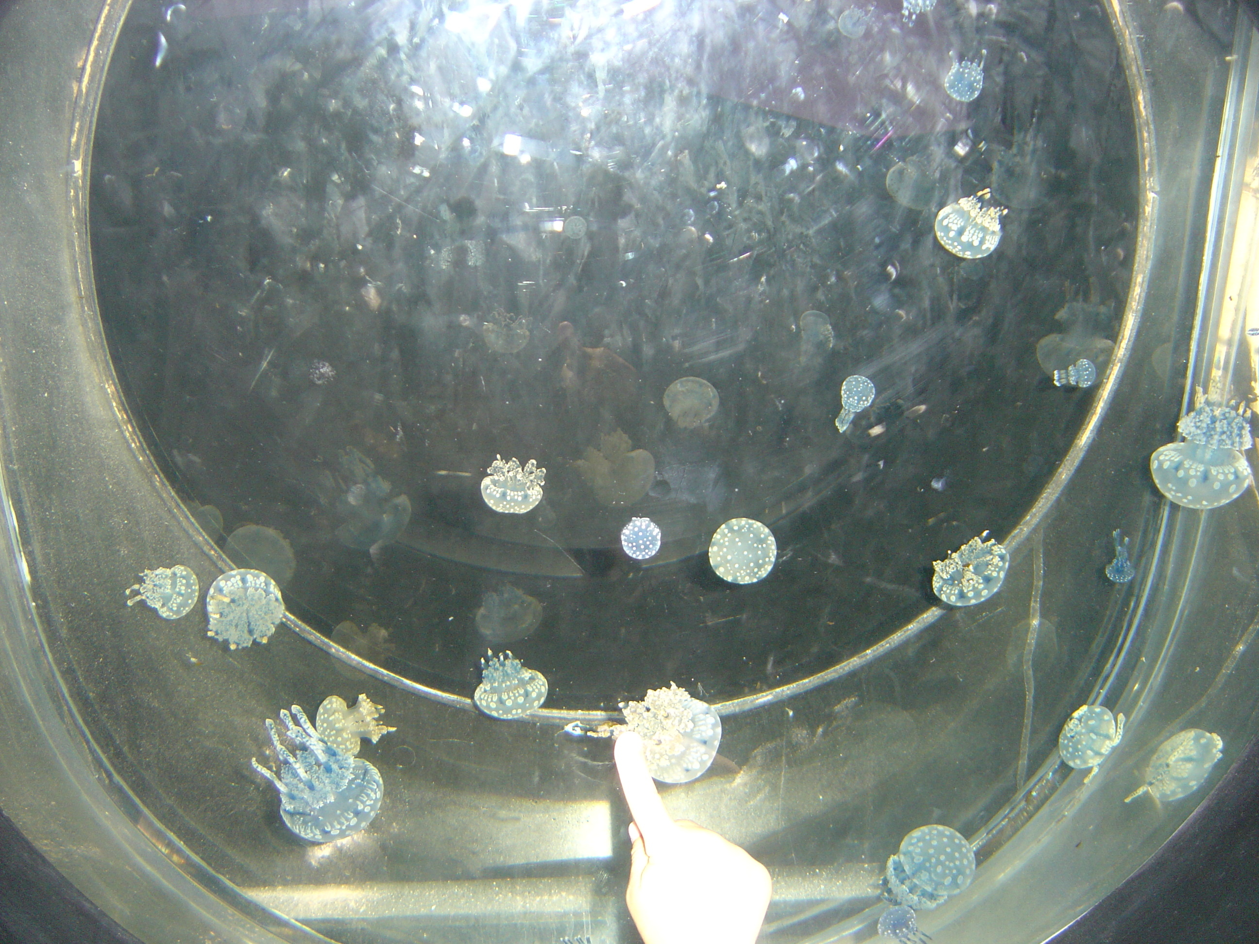 รูปถ่าย ไทย(Thailand) กรุงเทพมหานคร(Bangkok) สยามโอเชียนเวิลด์(Siam Ocean World) 2005-12 39