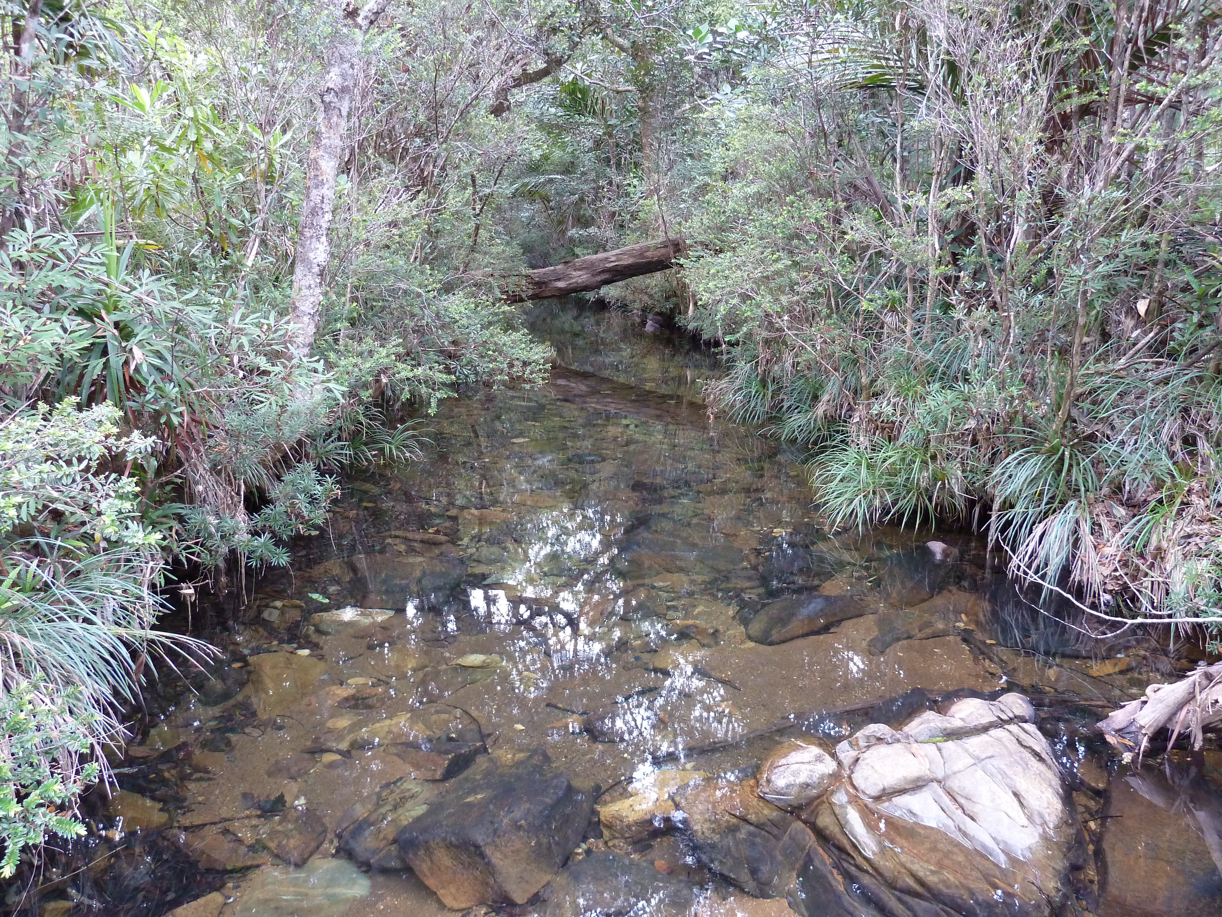 รูปถ่าย นิวแคลิโดเนีย(New Caledonia) อุทยานริเวียร์เบลอ(Parc de la Riviere Bleue) 2010-05 49