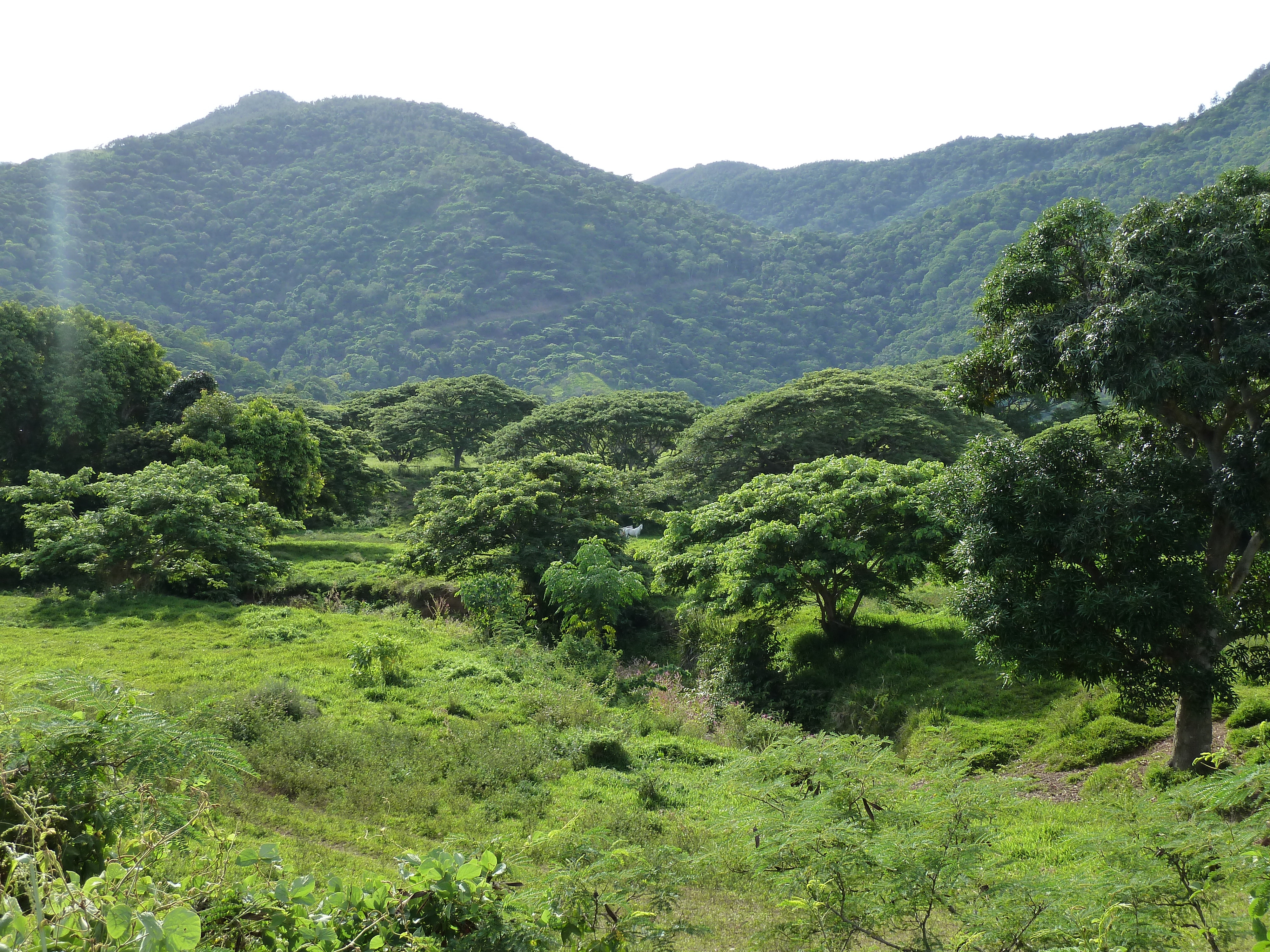 รูปถ่าย นิวแคลิโดเนีย(New Caledonia) ถนนจากตงตูตาไปทีโอ(Tontouta to Thio road) 2010-05 60