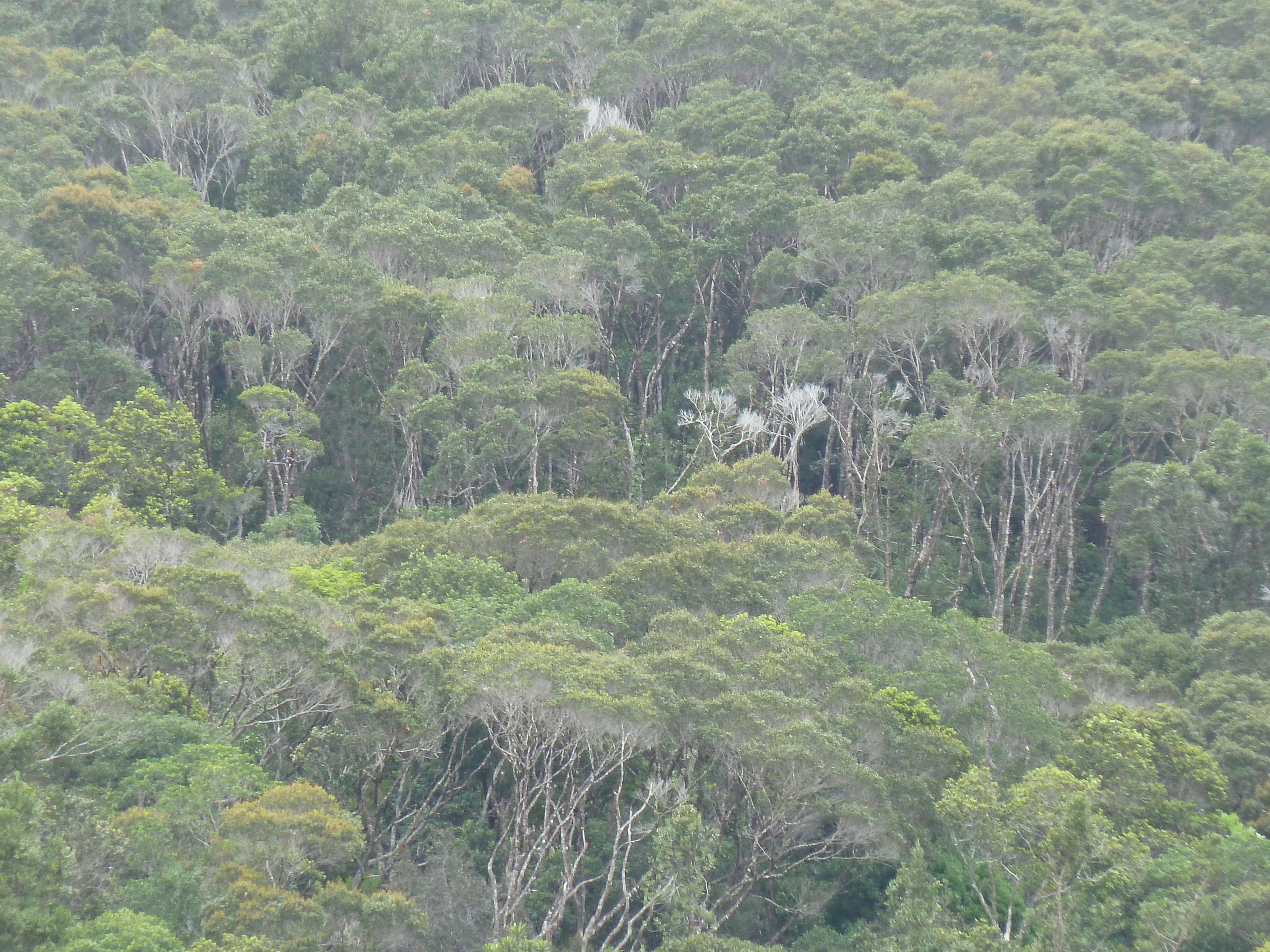 รูปถ่าย นิวแคลิโดเนีย(New Caledonia) อุทยานริเวียร์เบลอ(Parc de la Riviere Bleue) 2010-05 80