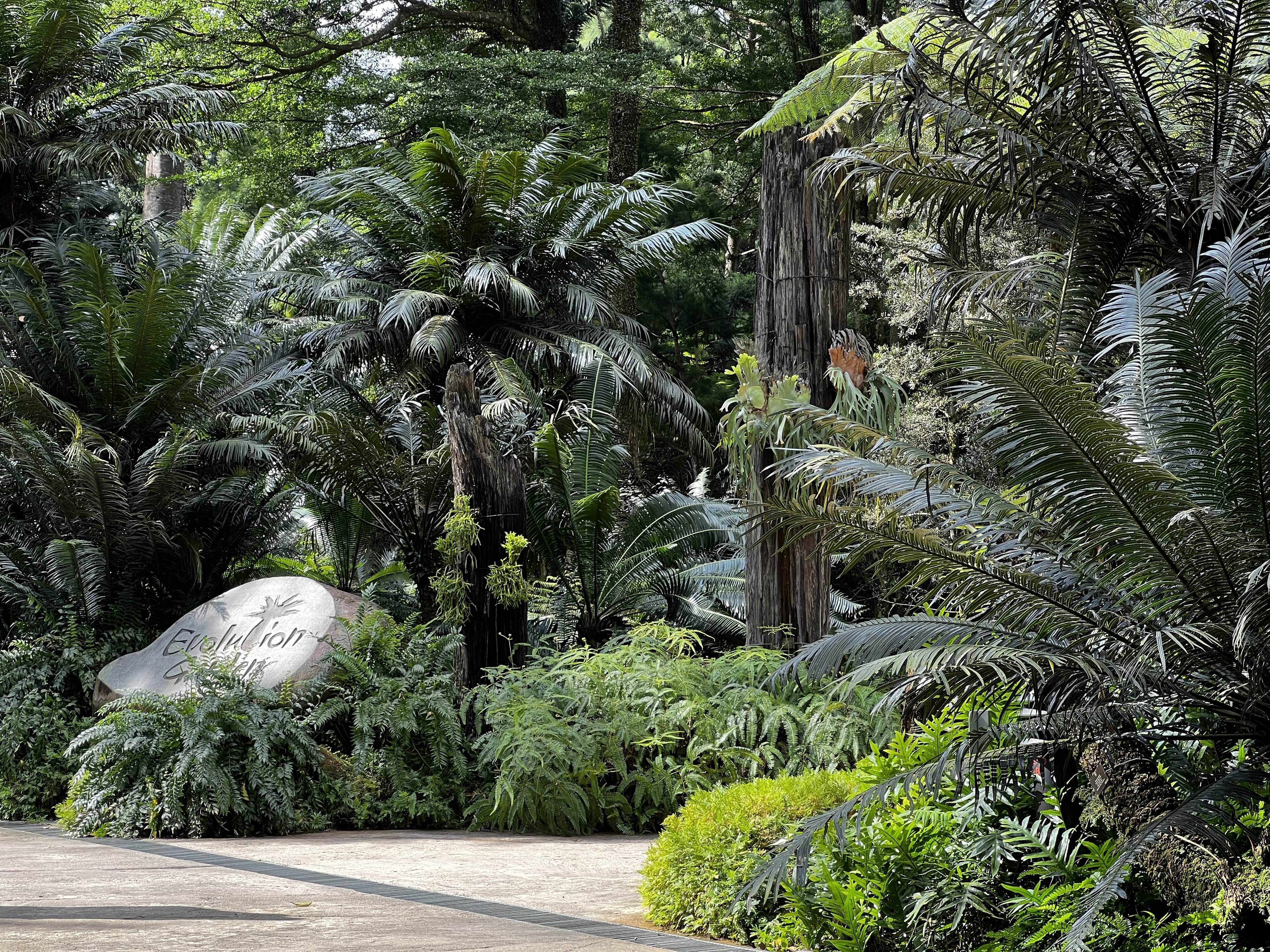 รูปถ่าย สิงคโปร์(Singapore) สวนพฤกษศาสตร์สิงคโปร์(Singapore Botanic Gardens) 2023-01 55